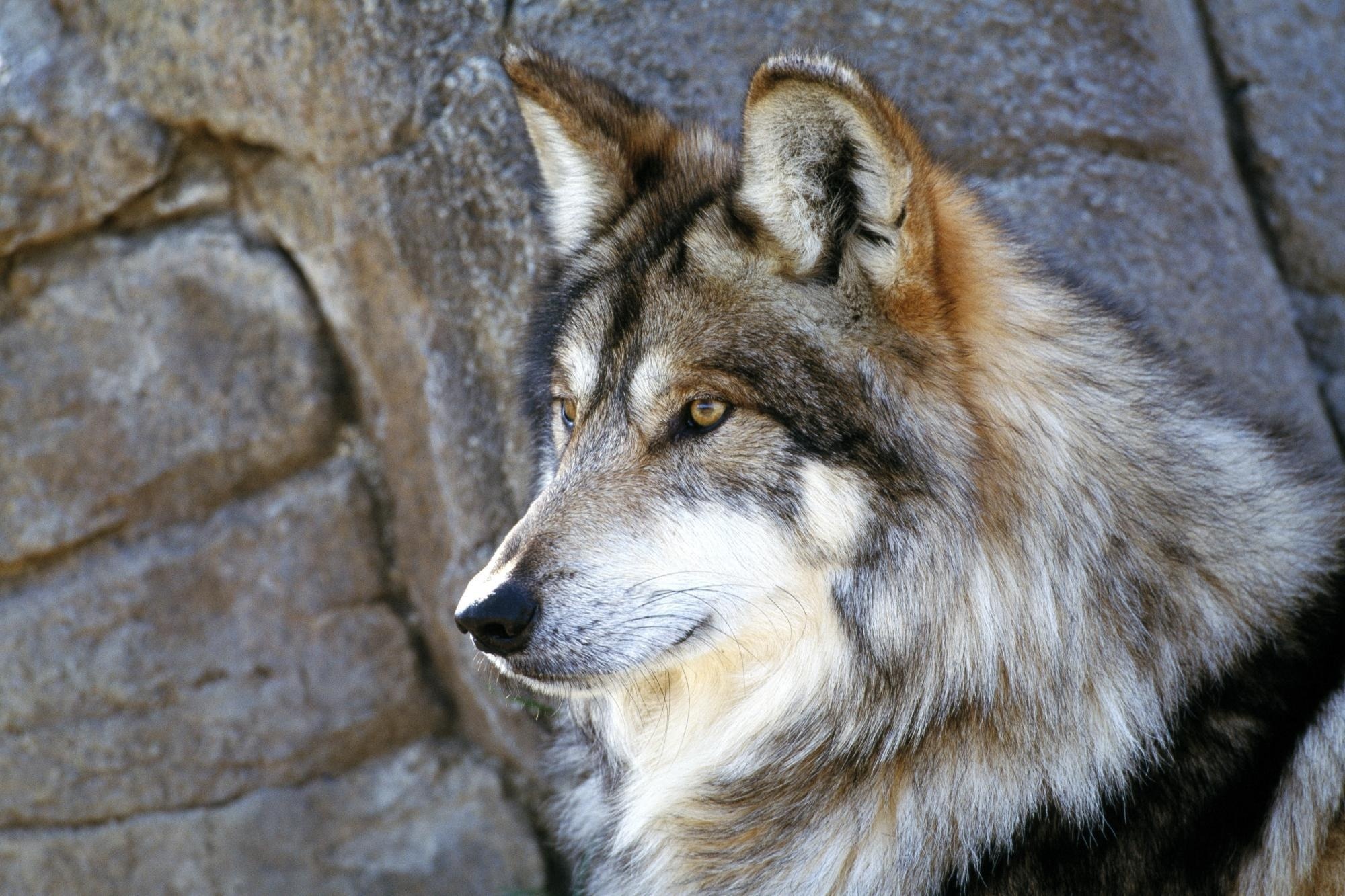 174057 Hintergrundbild herunterladen tiere, grauer wolf, nahansicht, gesicht, wolves - Bildschirmschoner und Bilder kostenlos