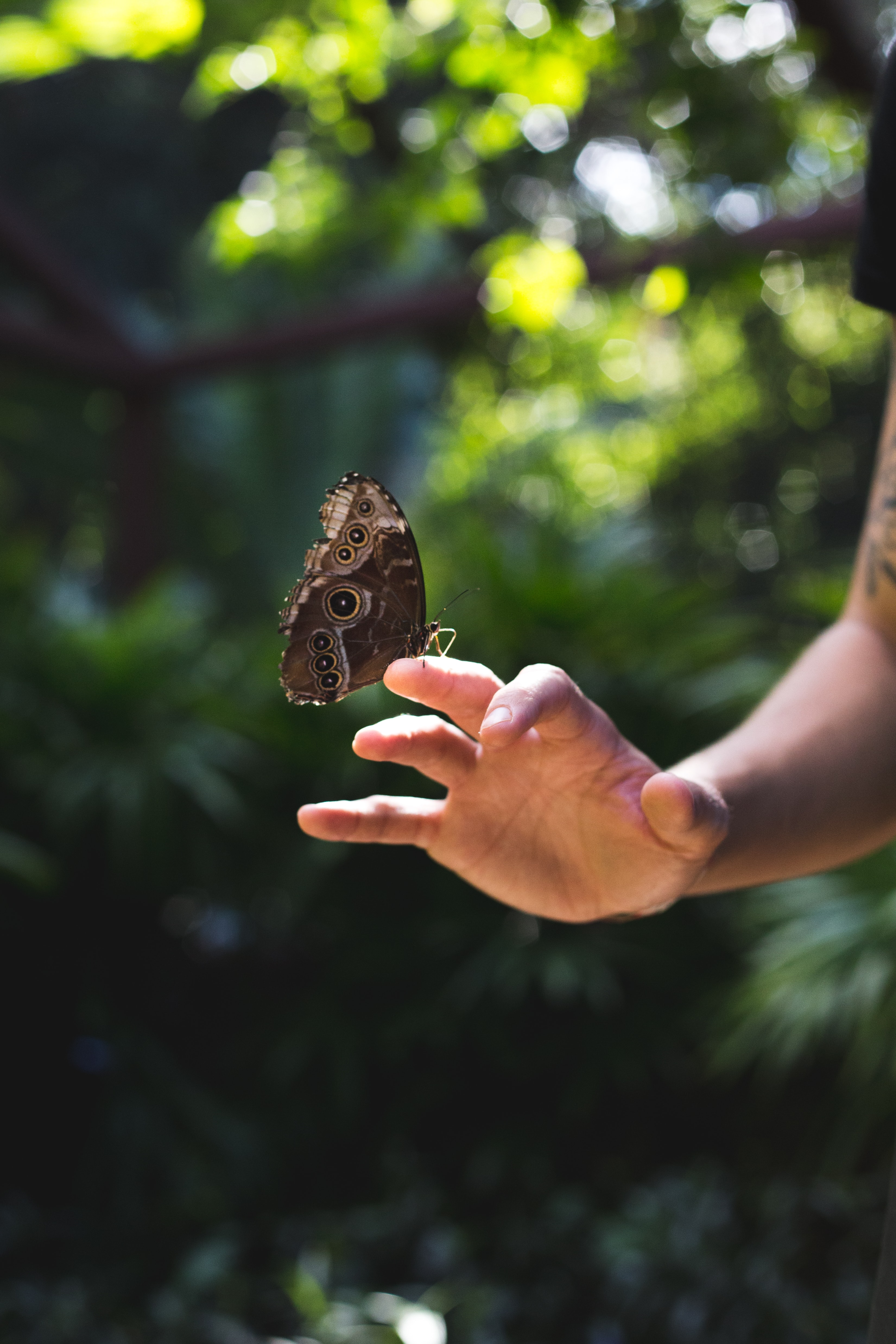 Mobile wallpaper butterfly, hand, nature, miscellanea, miscellaneous, wings