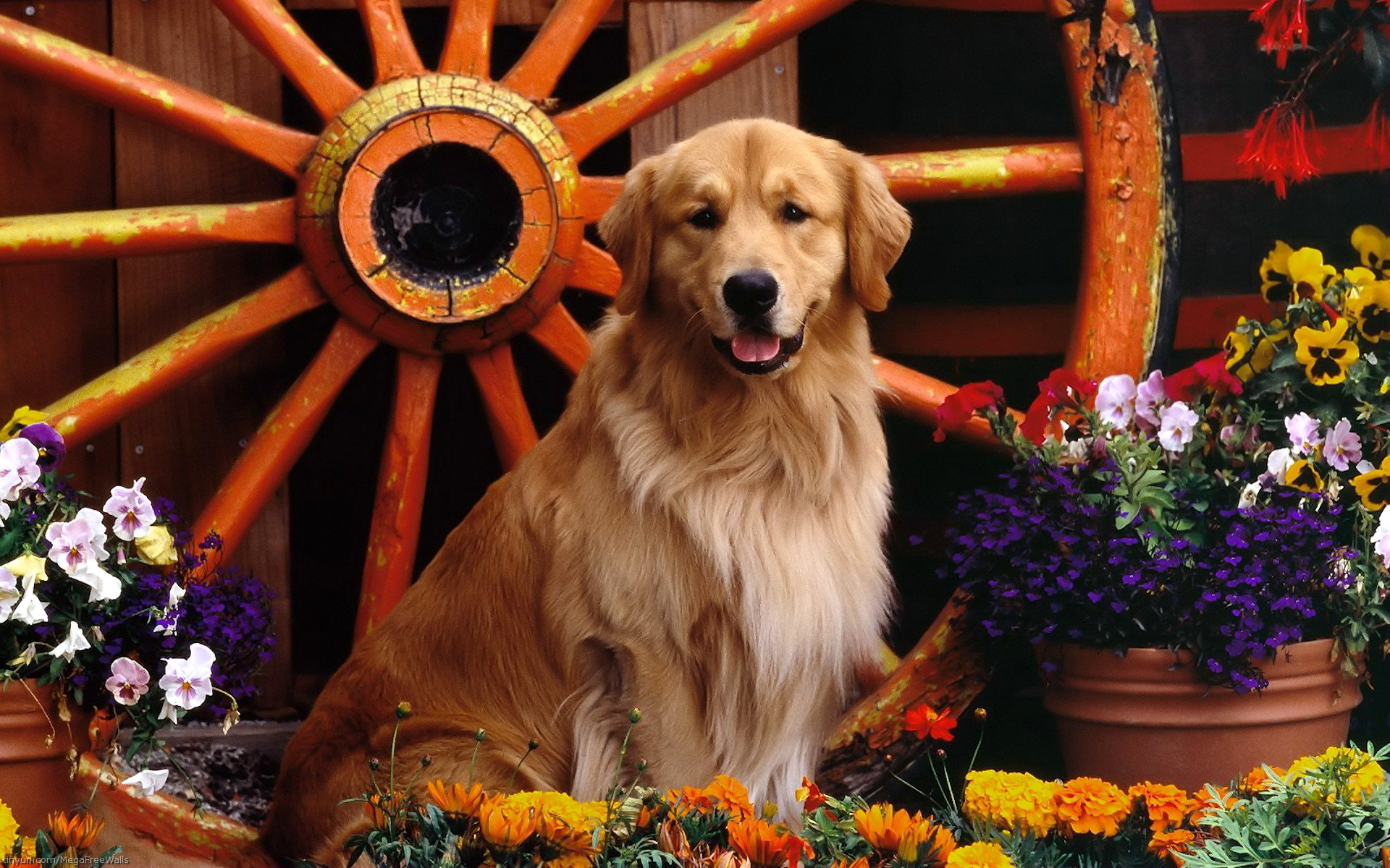 golden retriever, dogs, retriever, dog, animal, flower