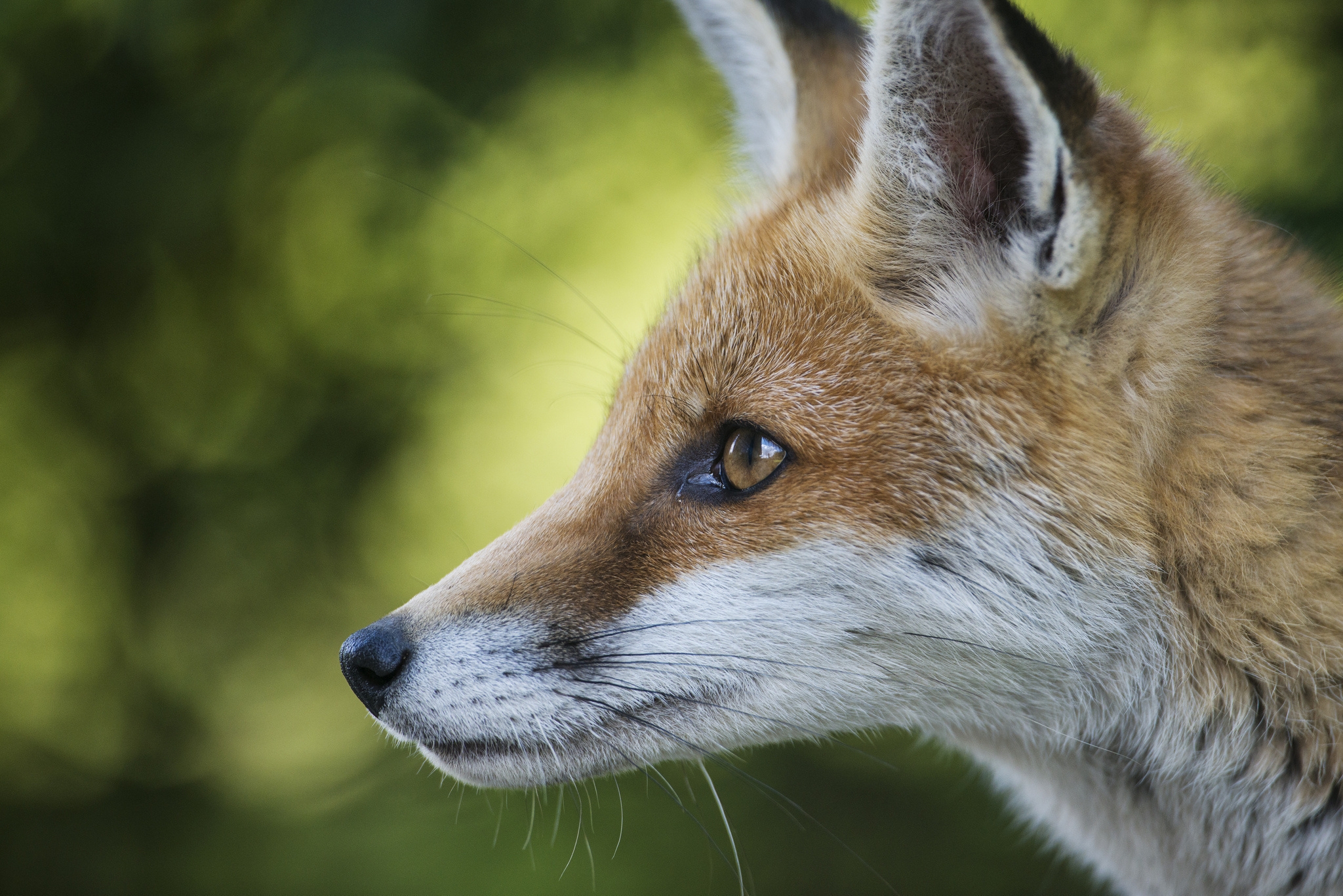 Download mobile wallpaper Animals, Muzzle, Profile, Smooth, Blur, Fox for free.