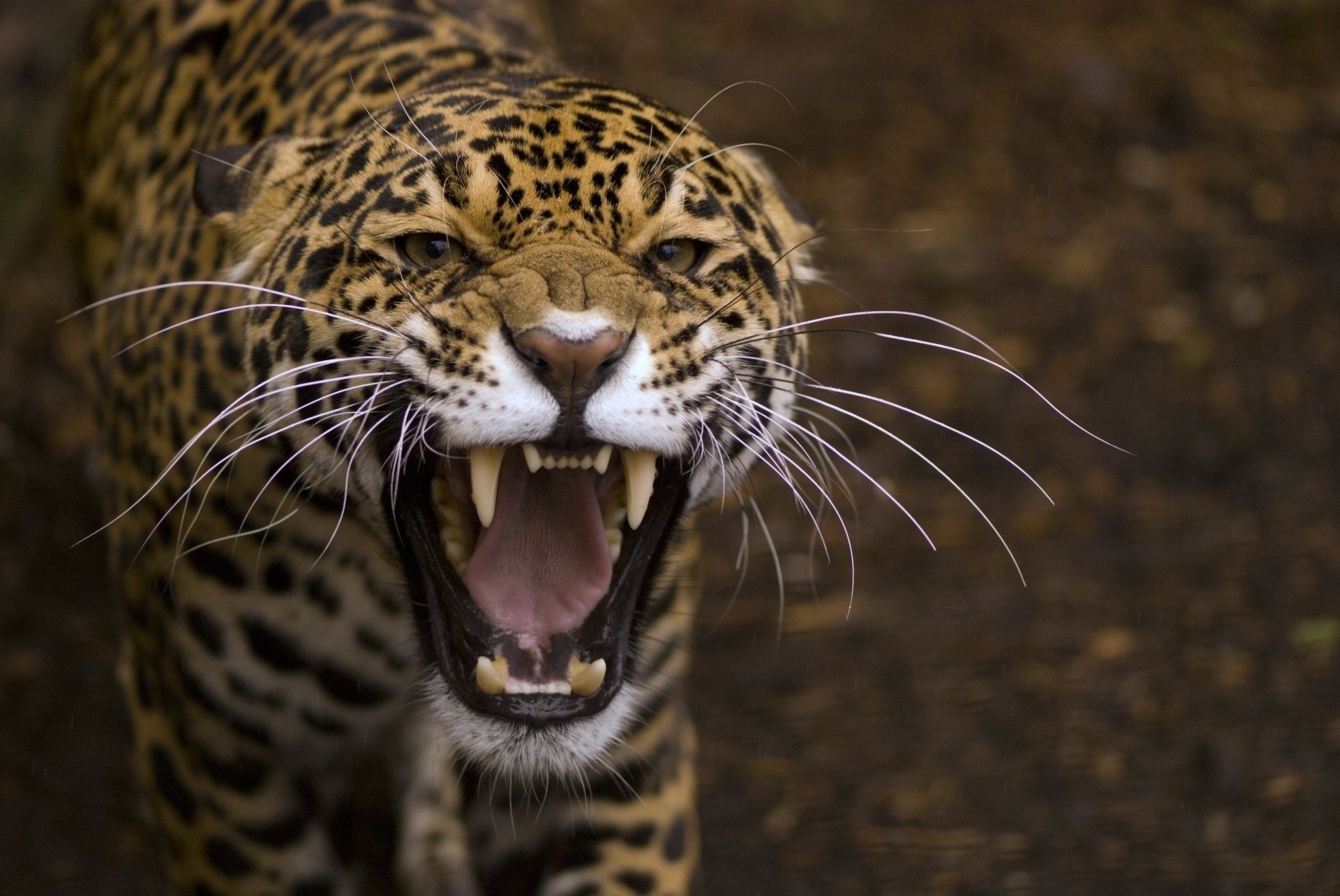 146731 Bild herunterladen tiere, jaguar, aggression, grinsen, grin, schnauze, raubtier, predator, zorn, wut - Hintergrundbilder und Bildschirmschoner kostenlos