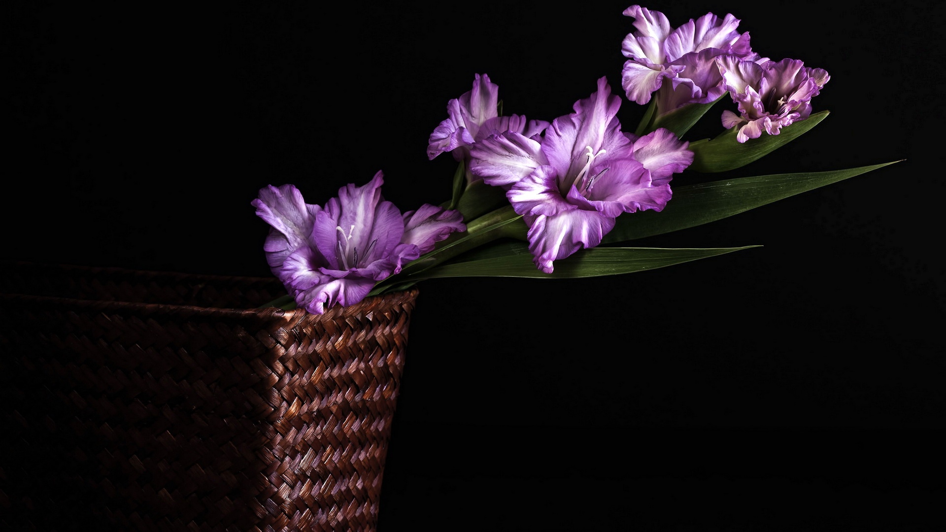 basket, earth, flower, gladiolus, purple flower, flowers