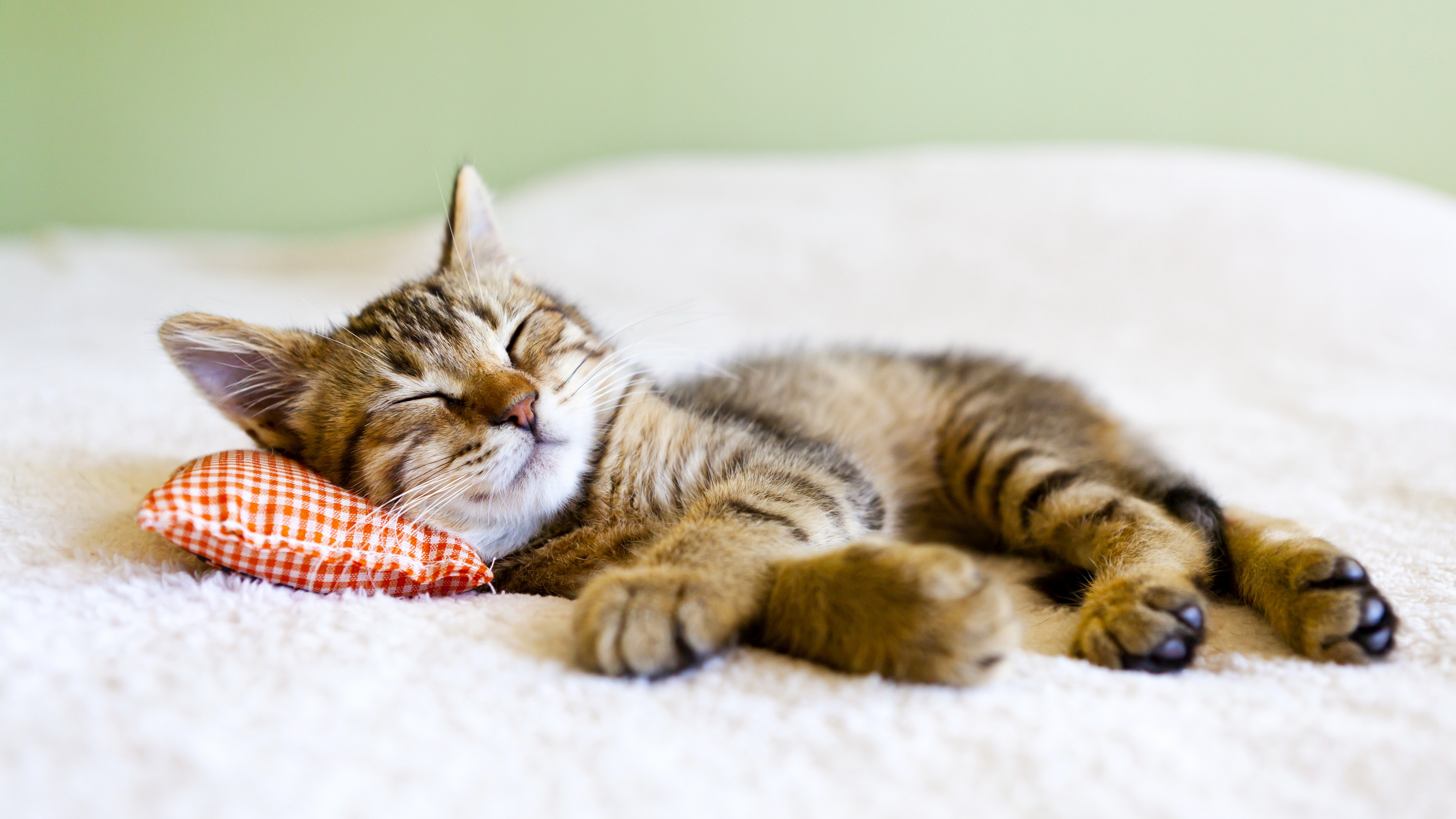animal, cat, cute, kitten, pillow, sleeping, cats Full HD