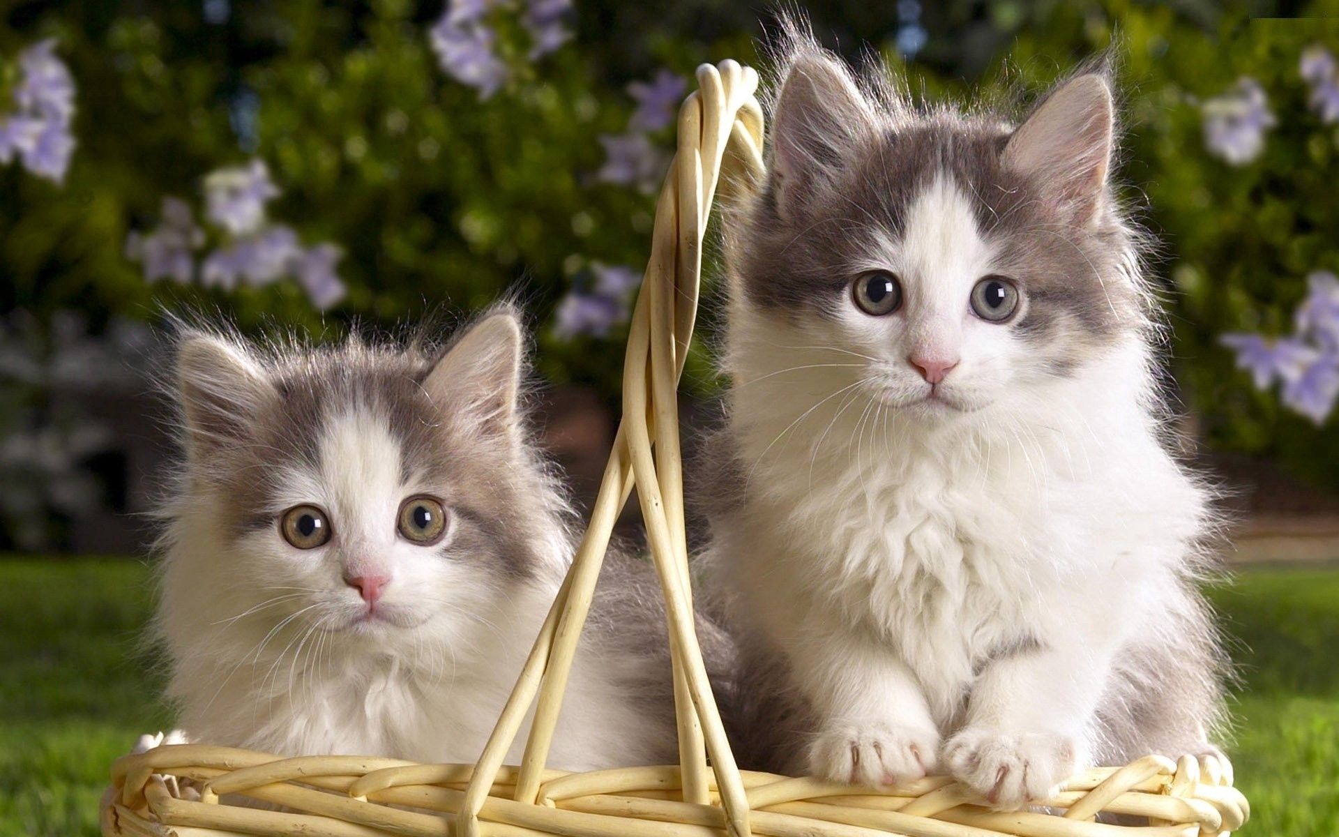 kittens, animals, fluffy, couple, pair, basket Full HD