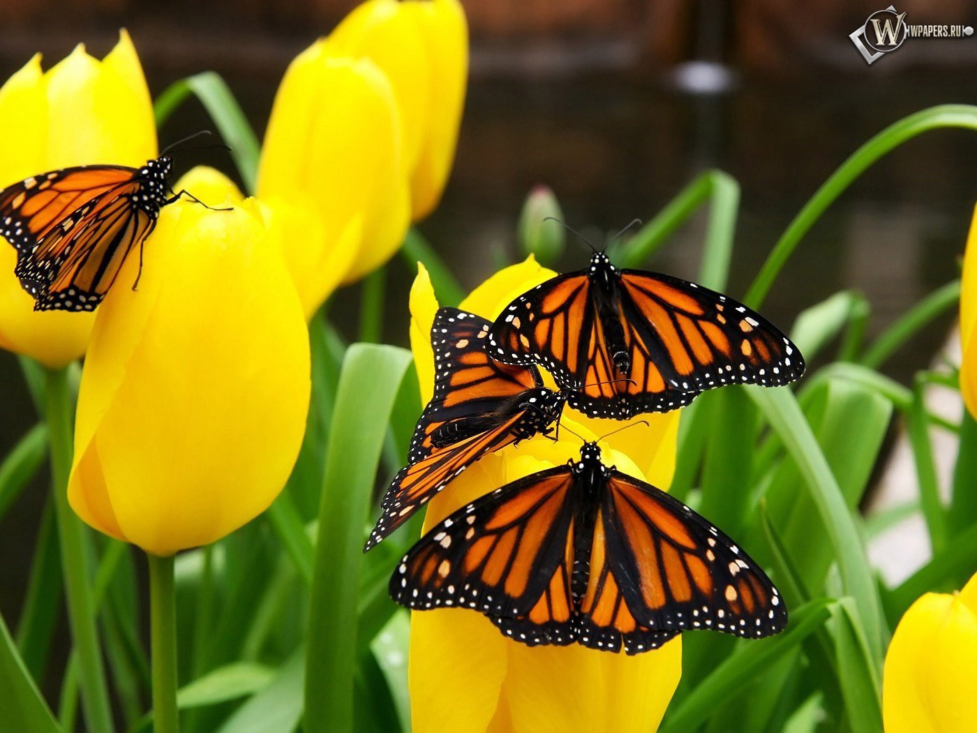 butterflies, insects UHD