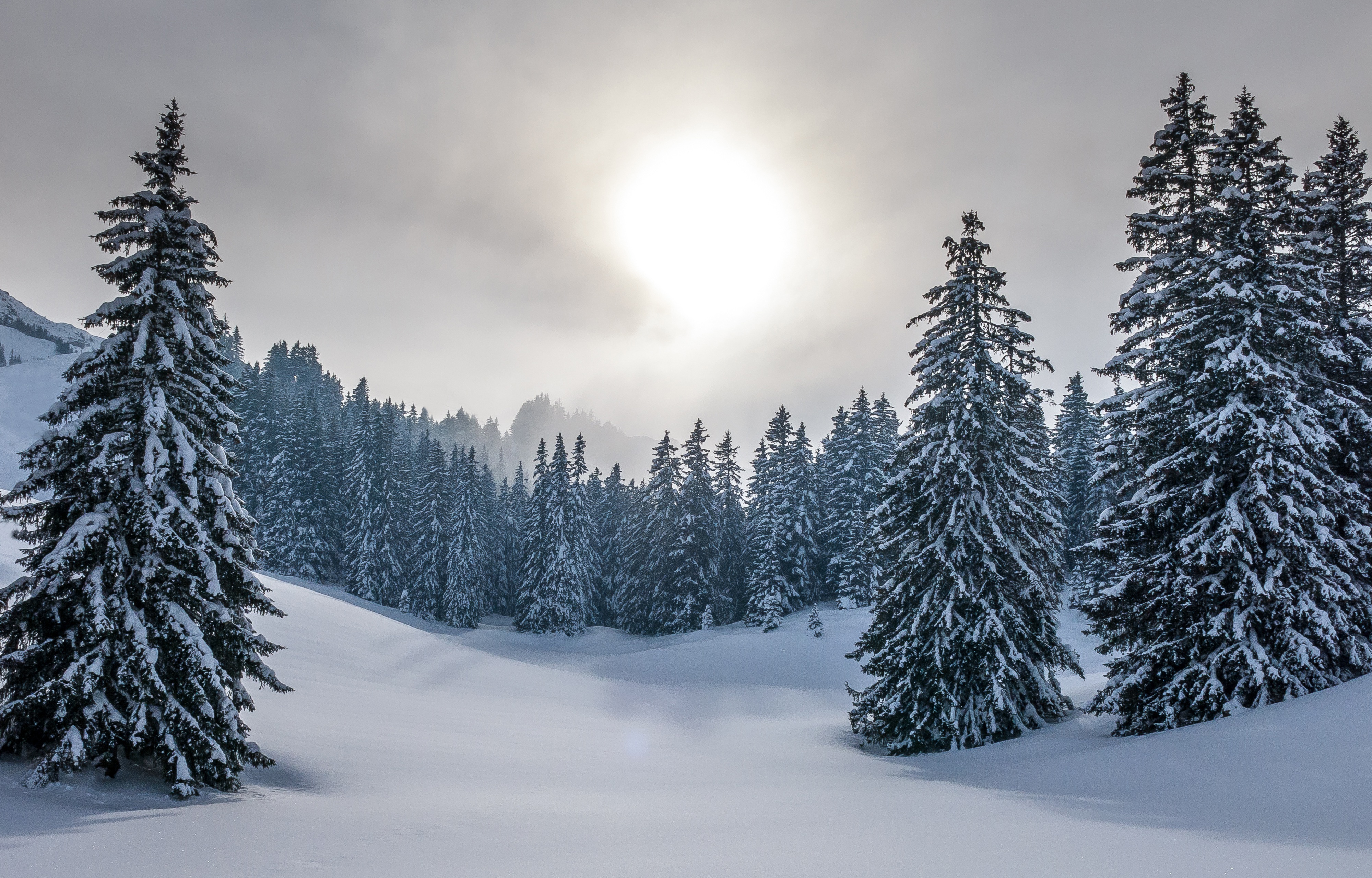 1005312 descargar fondo de pantalla tierra/naturaleza, invierno, abeto, bosque, naturaleza, cielo, nieve, sol: protectores de pantalla e imágenes gratis