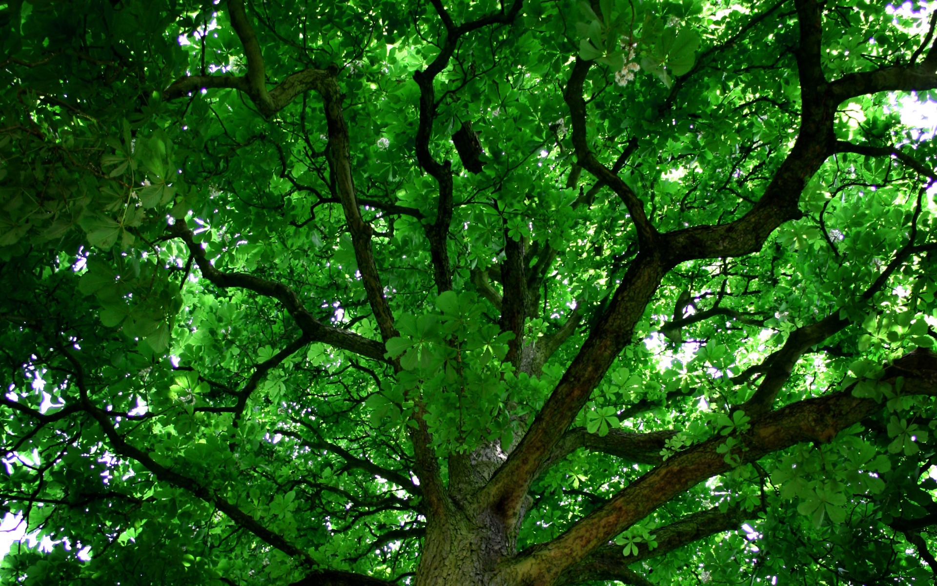 Скачати мобільні шпалери Дерево, Зелень, Земля безкоштовно.