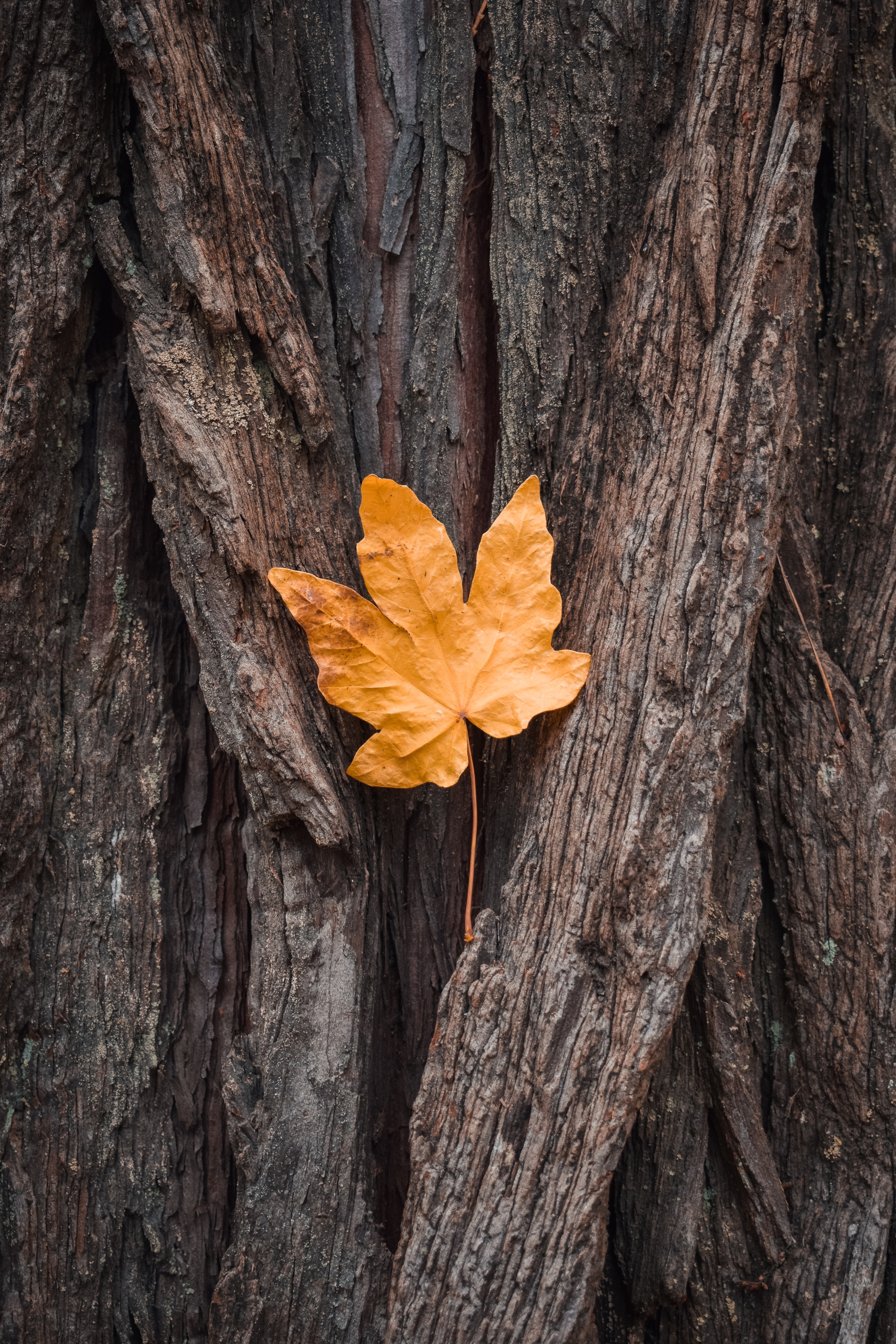 bark, autumn, maple, leaf, sheet, nature, wood, tree cellphone