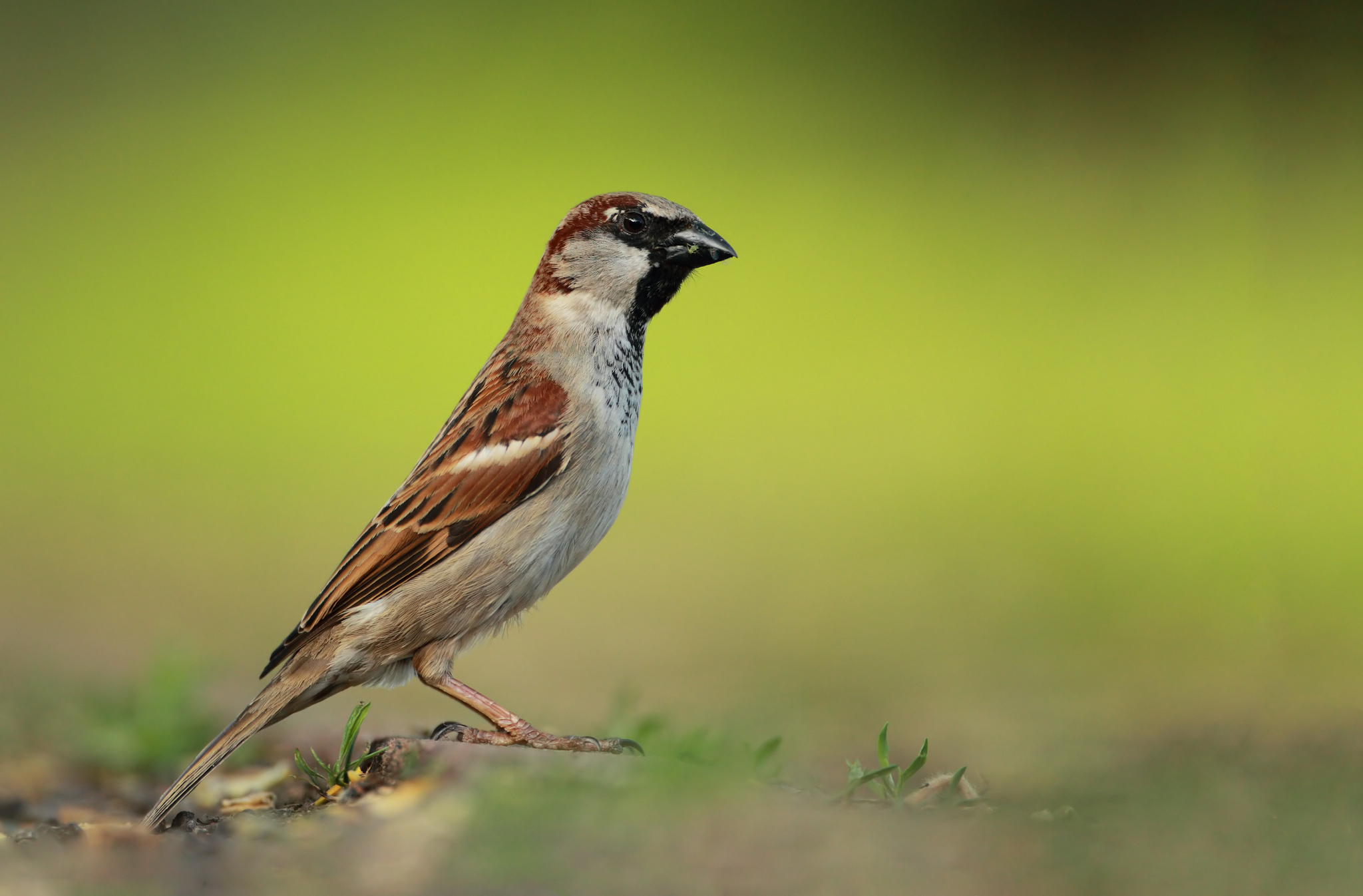 sparrow, animal, birds Free Stock Photo