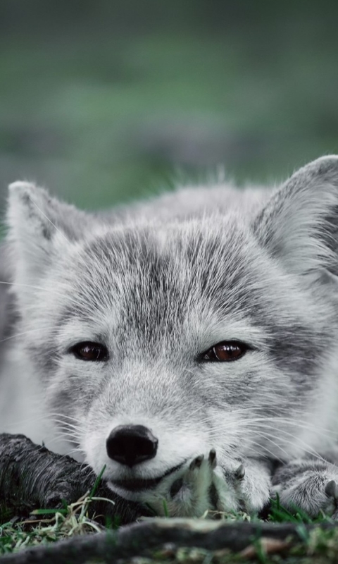 animal, arctic fox, polar fox, dogs