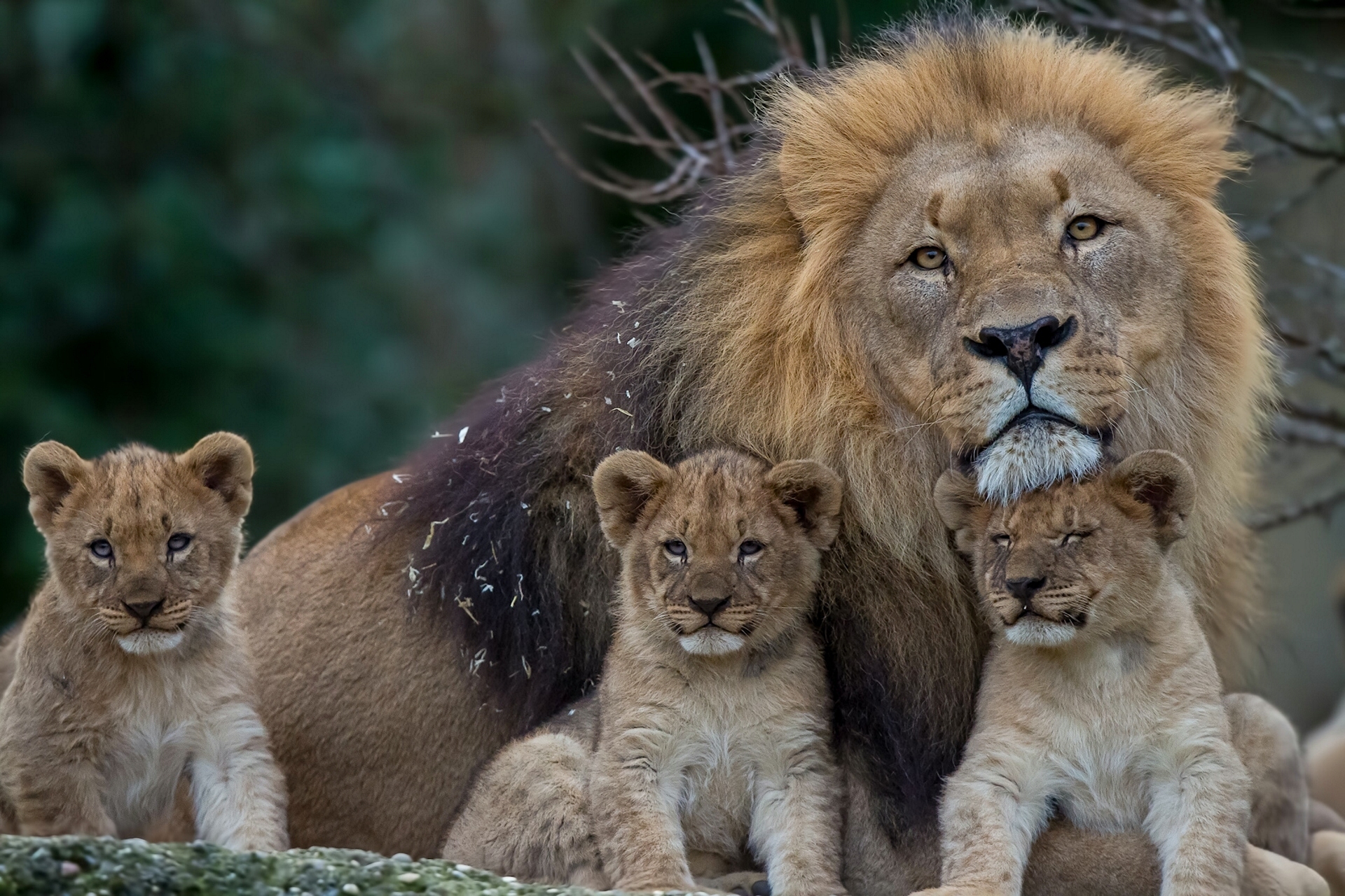 lioness, family, lion, animals, predators, young, cubs