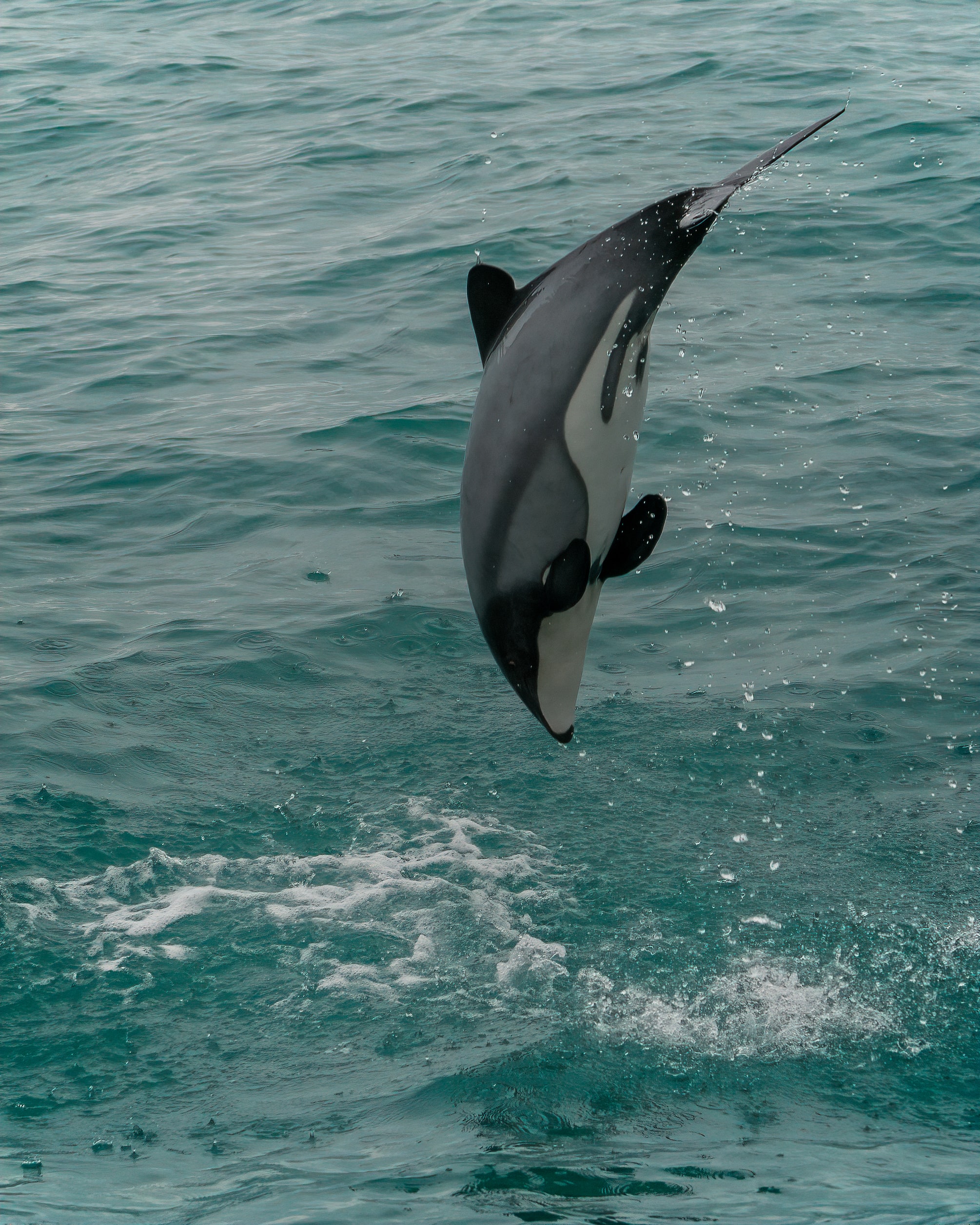 splash, animals, animal, dolphin, white faced dolphin Full HD