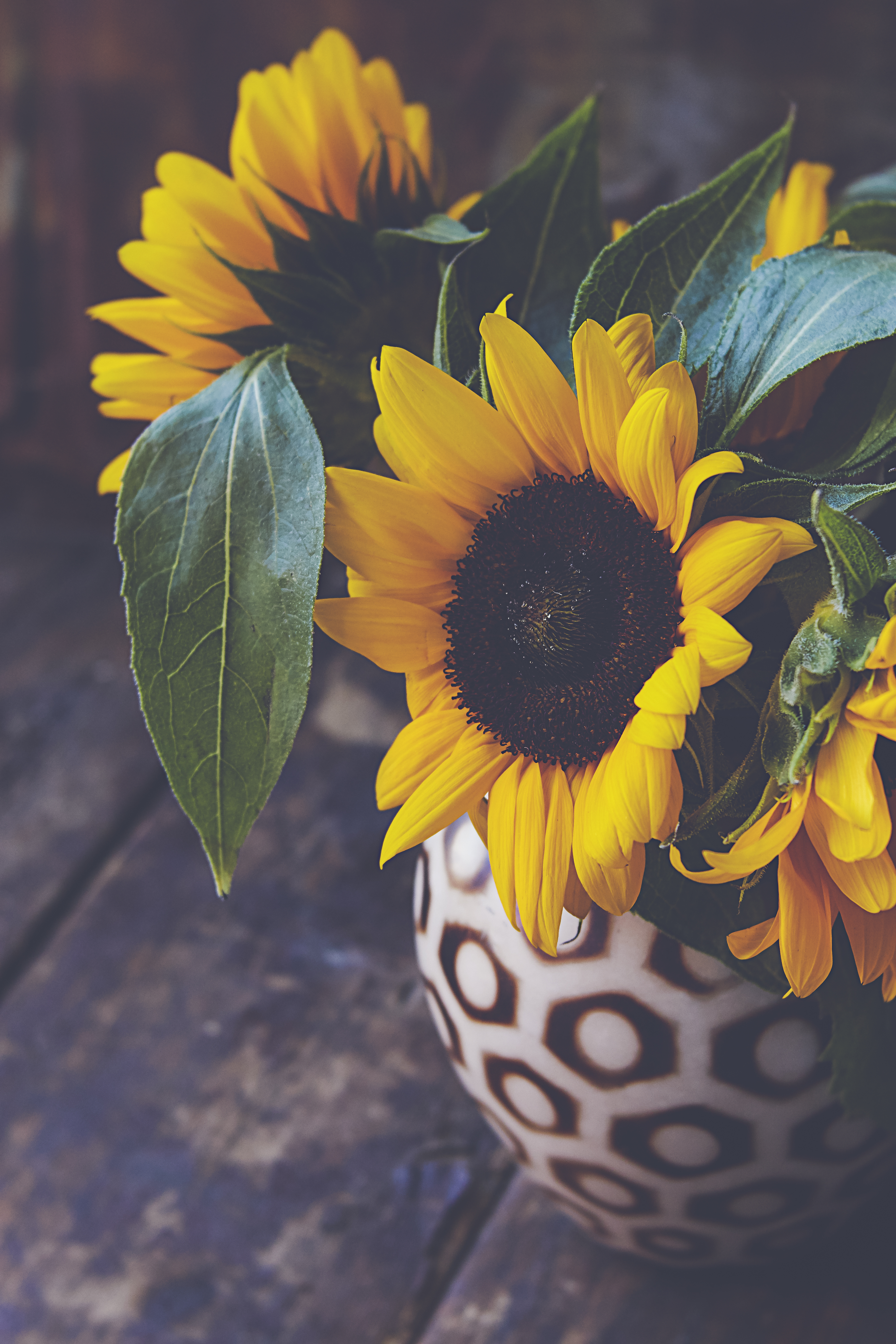 Sunflower Wallpaper - iPhone, Android & Desktop Backgrounds