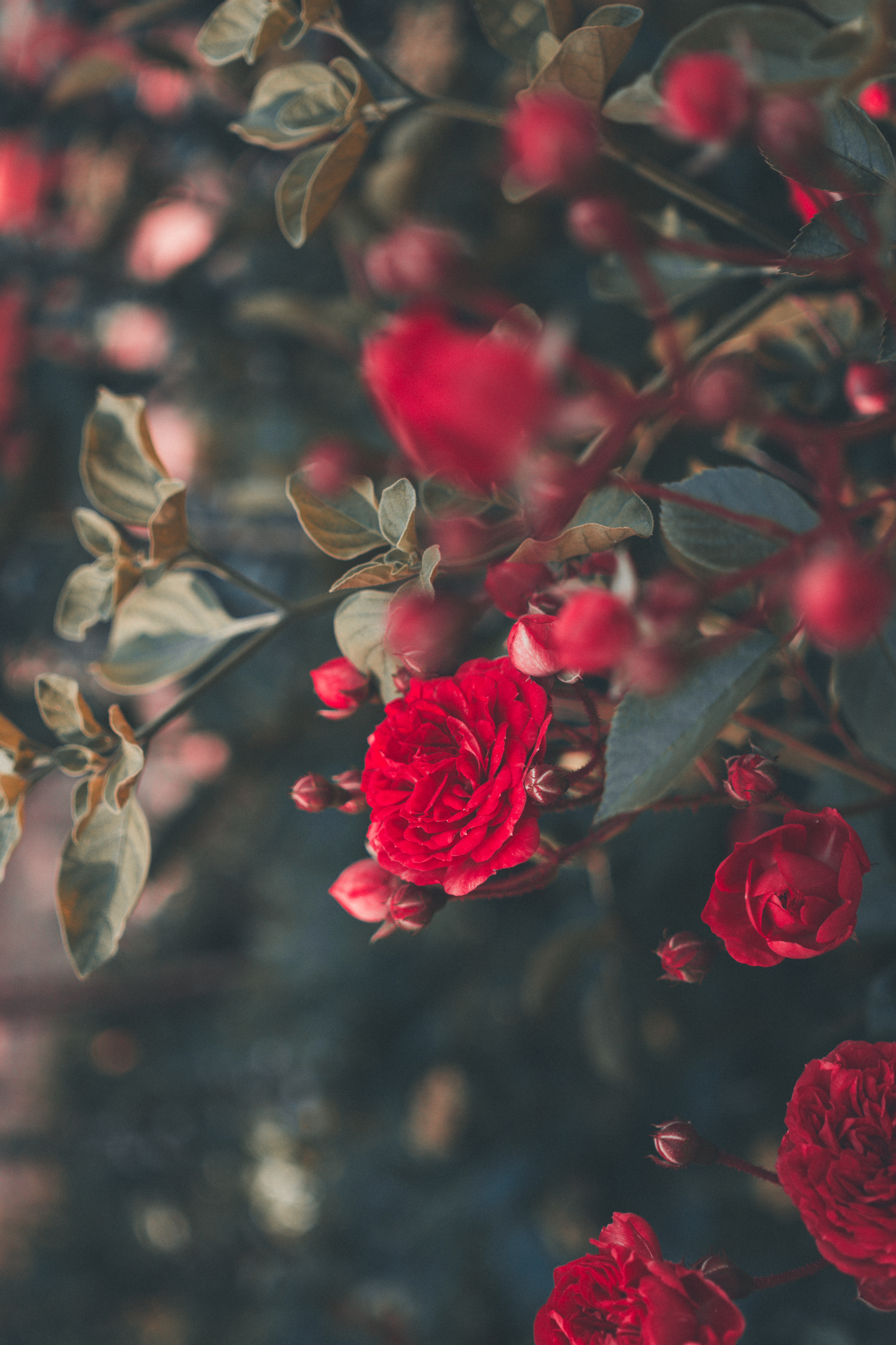 smooth, bush, flowers, flowering, red, rose flower, rose, blur, bloom, garden HD wallpaper