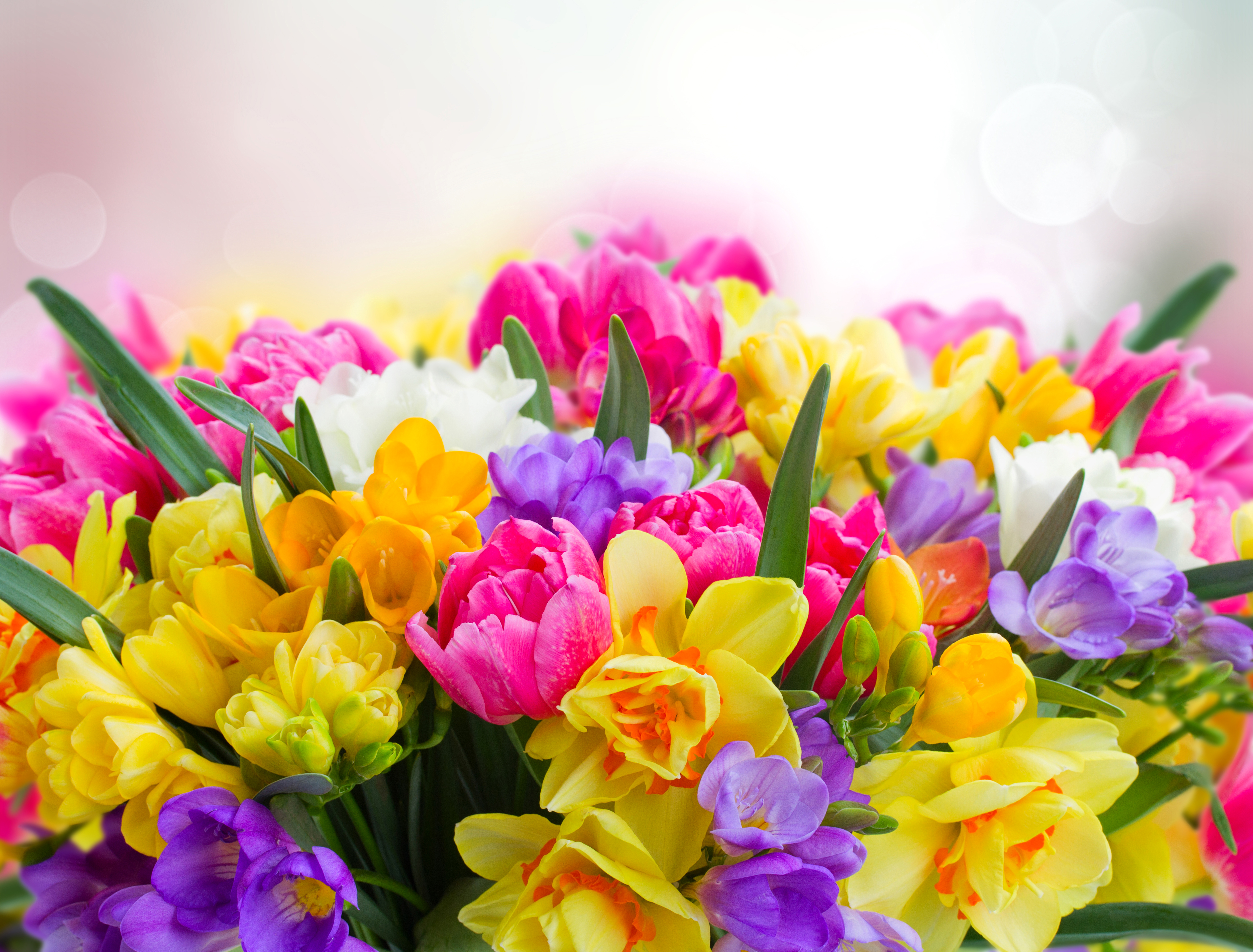 purple flower, yellow flower, flowers, pink flower, earth, flower, colorful, colors HD wallpaper
