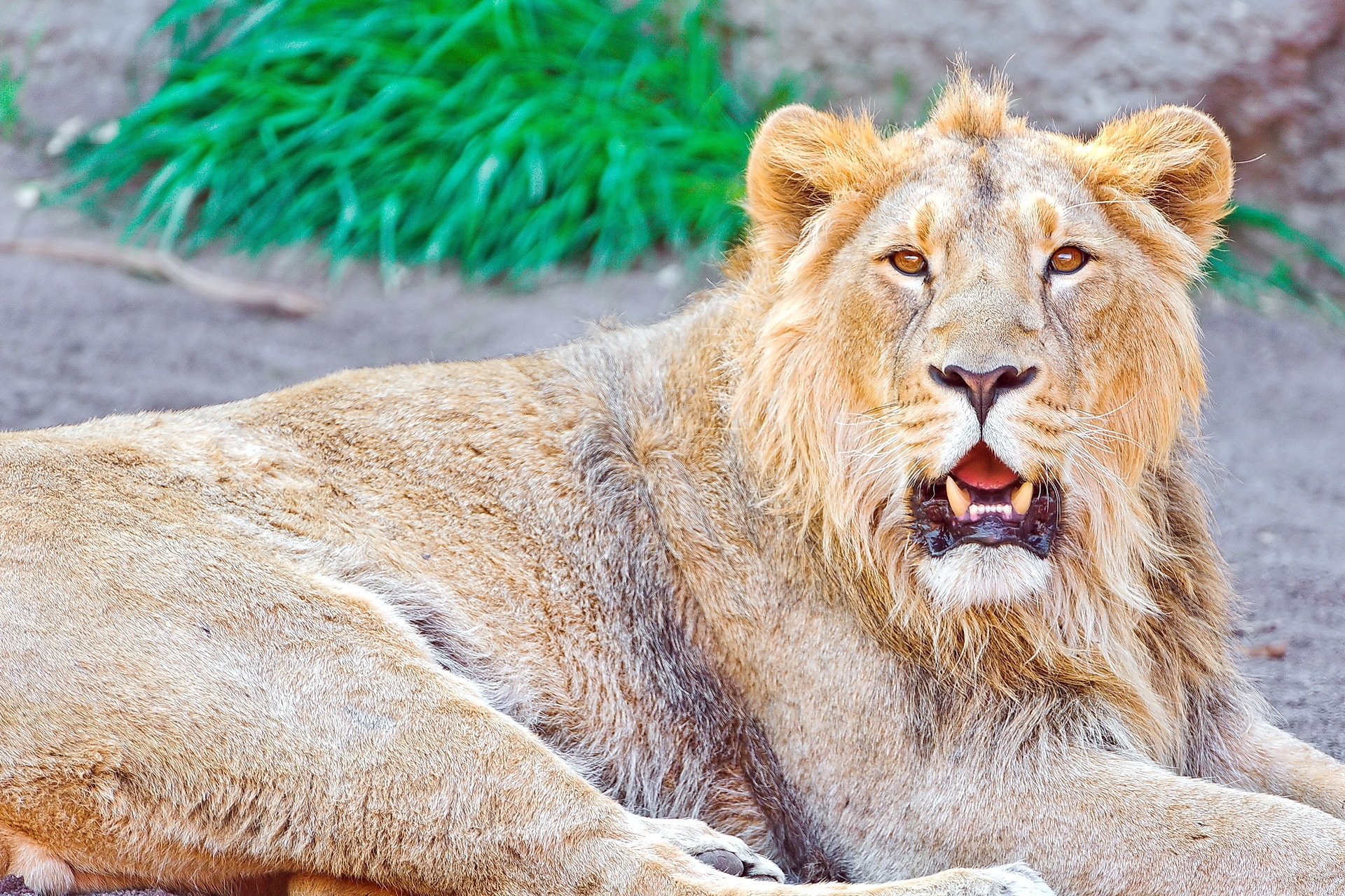 Download mobile wallpaper Open Mouth, To Lie Down, Lie, Animals, Lion for free.