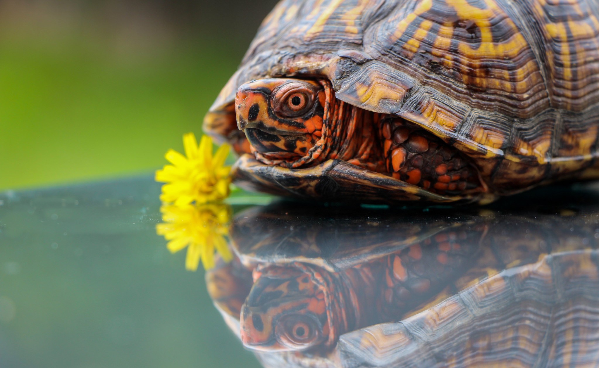 Черепахи весной. Желтоногая черепаха шабути. Самые красивые черепахи. Милая черепашка. Заставка на рабочий стол черепаха.