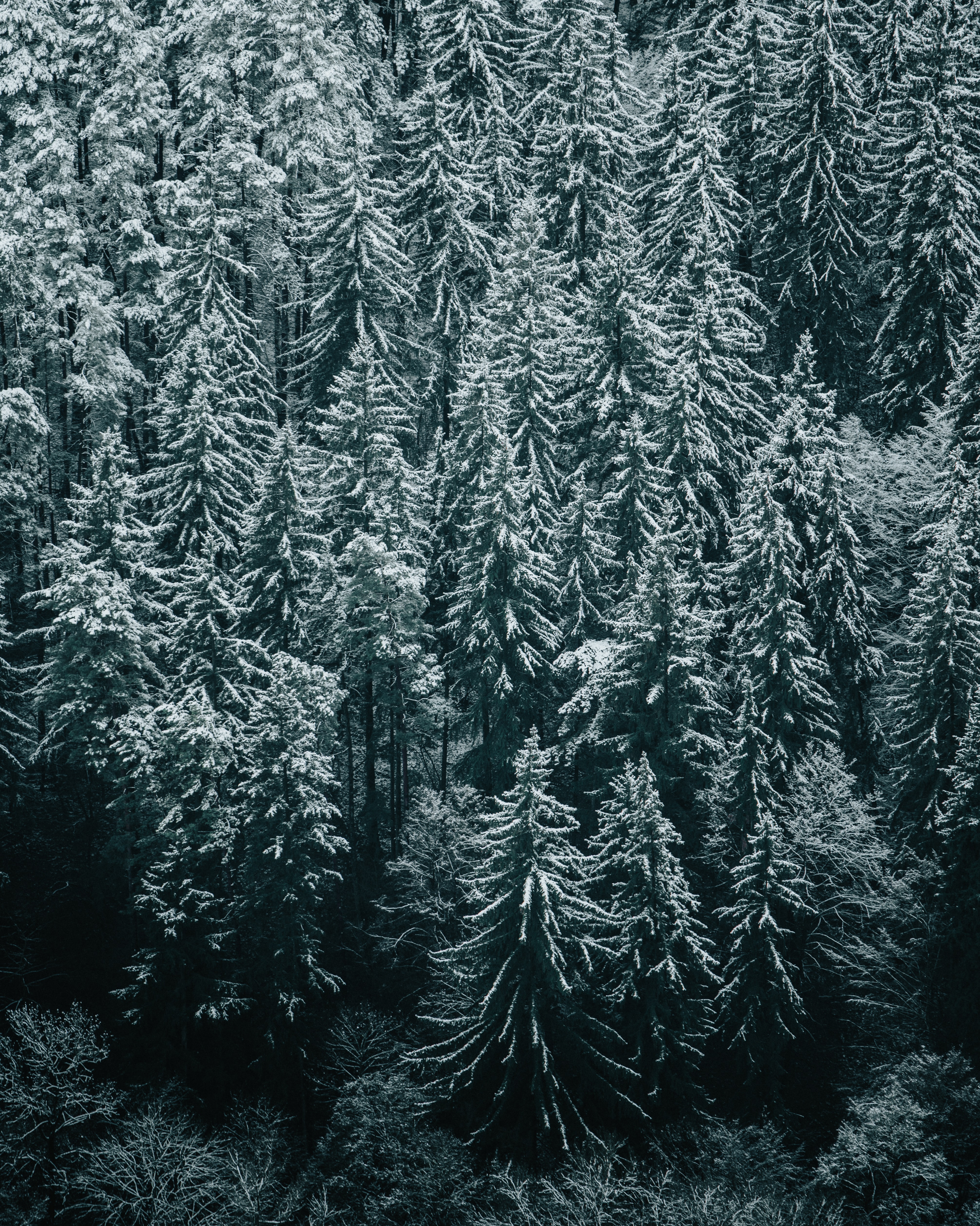 89751 скачать обои лес, зима, природа, деревья, снег, ели - заставки и картинки бесплатно