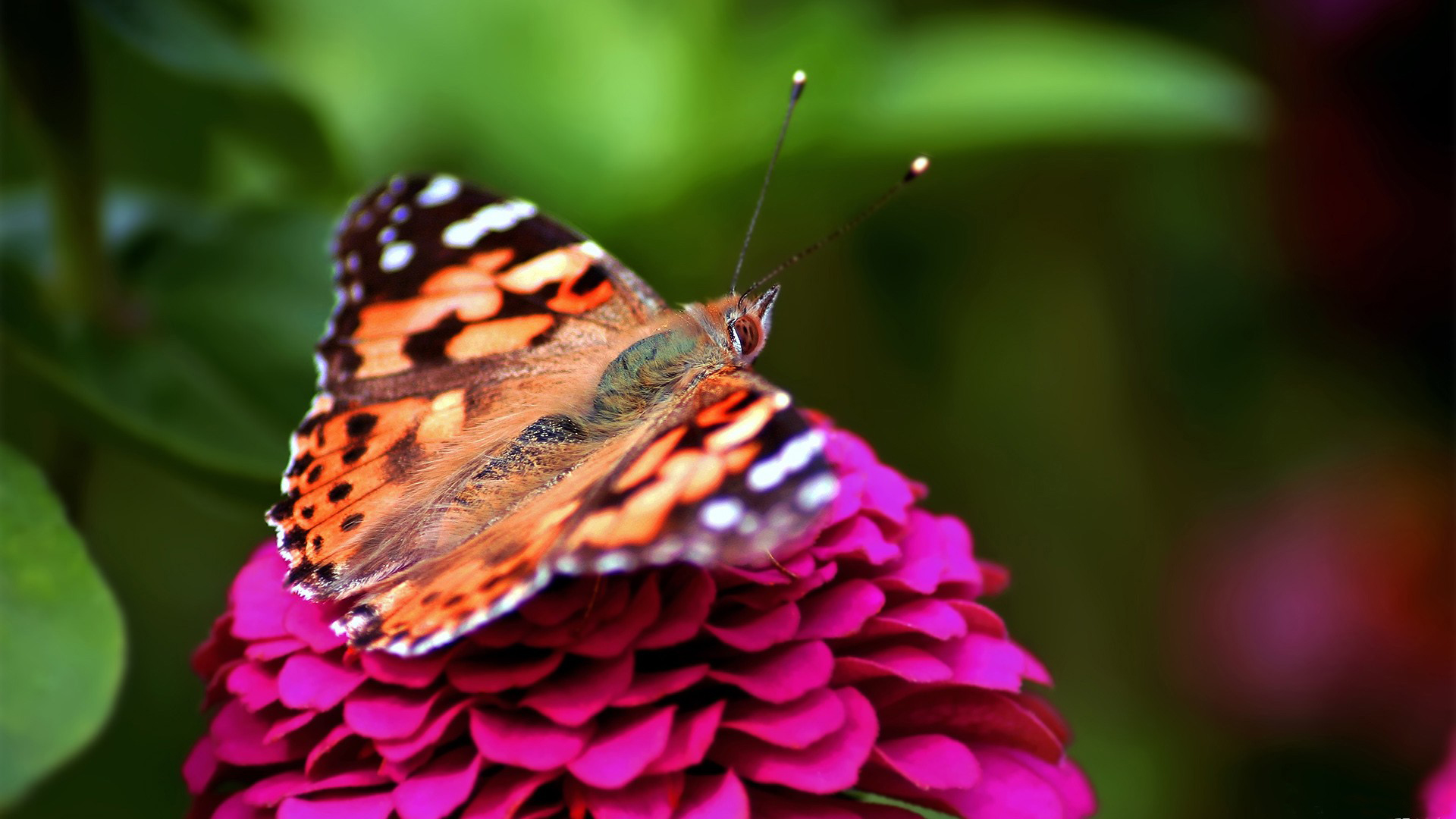 Бабочки фото красивые на заставку