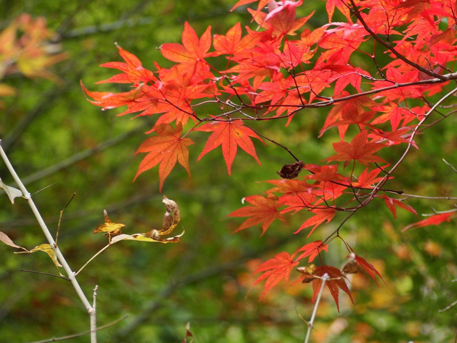 Скачать картинку Природа, Осень, Ветки, Листья в телефон бесплатно.