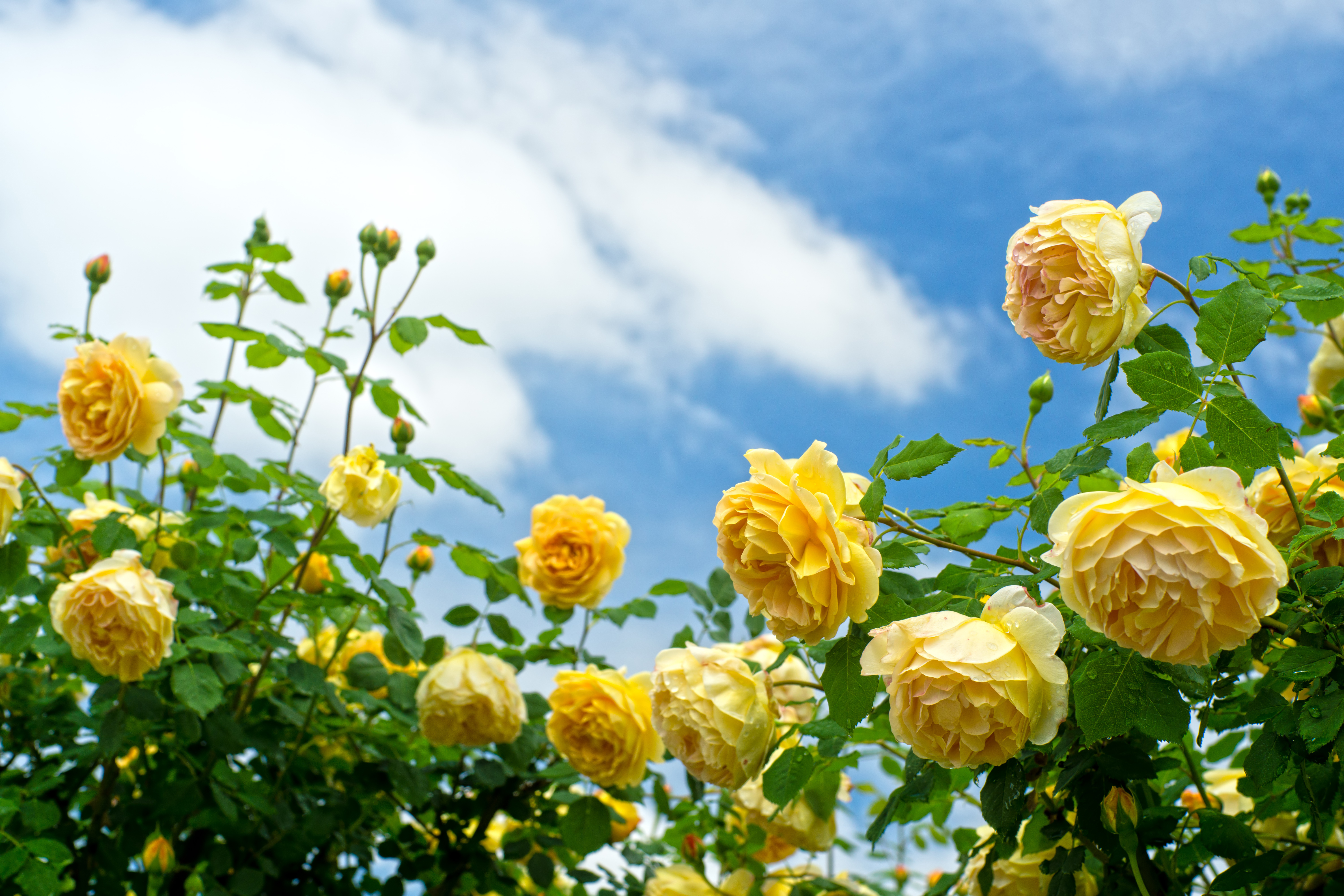 Желтые розы кустовые сад