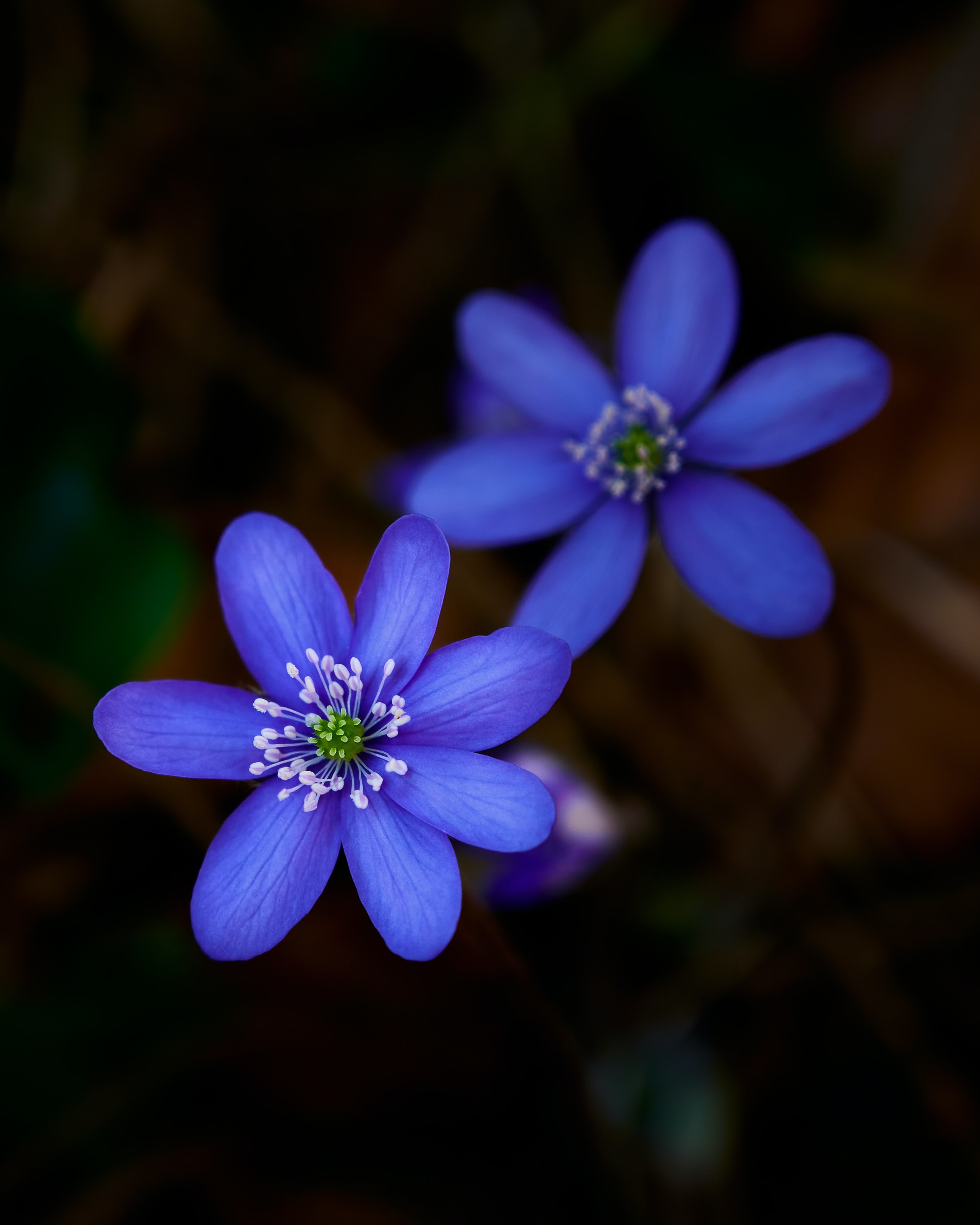 macro, liverwort, plant, flower, flowers, petals, liver for android