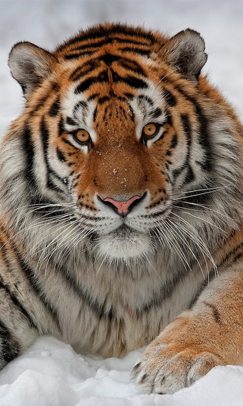 amur tiger, siberian tiger, snow, animal, tiger, cats