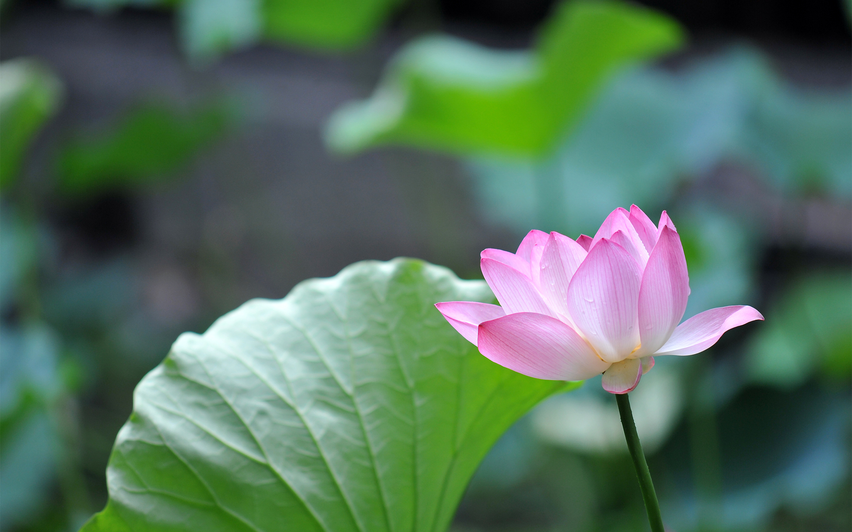 259154 Hintergrundbild herunterladen lotus, erde/natur, blume, blumen - Bildschirmschoner und Bilder kostenlos