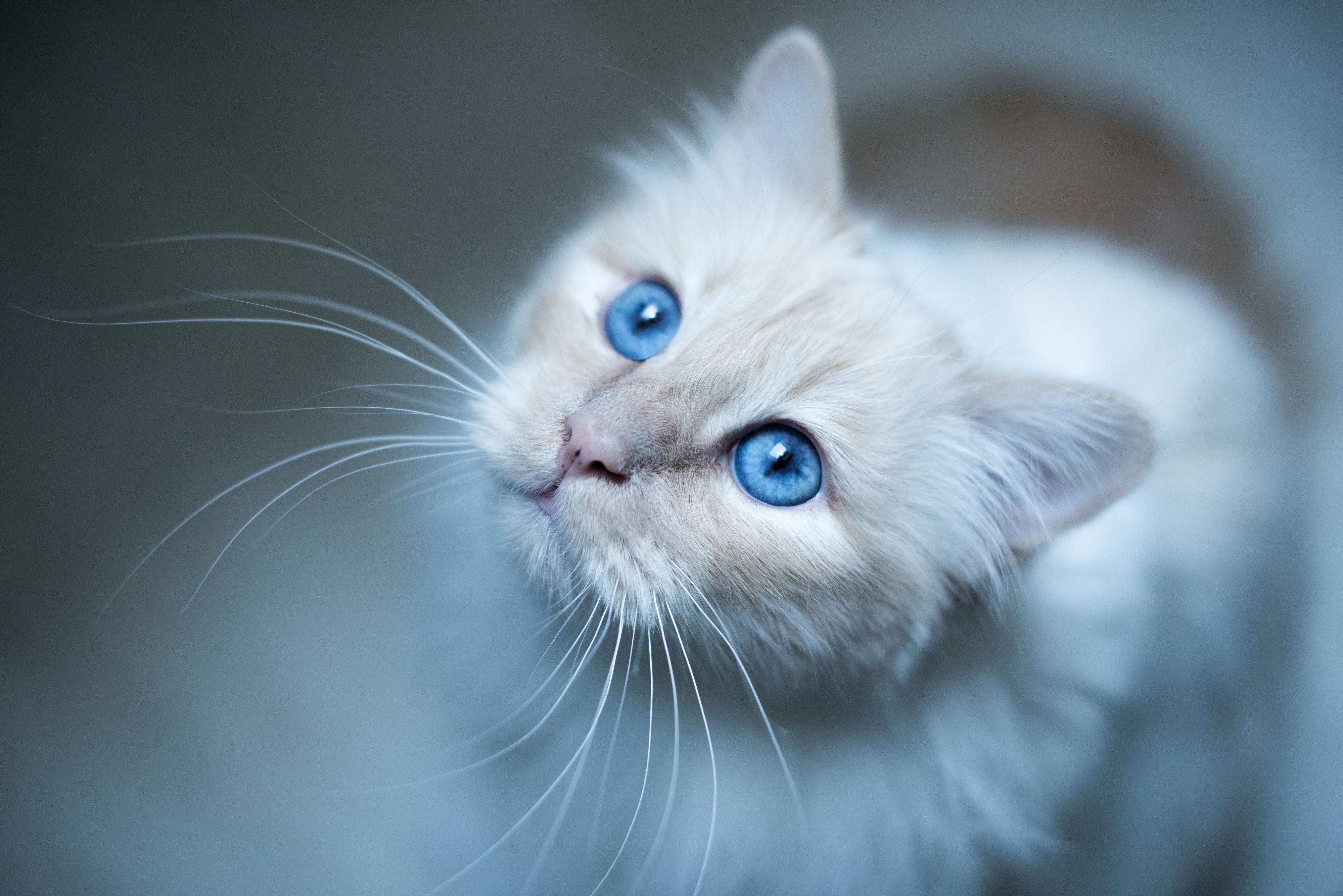 Скачать картинку Бирманская Кошка, Морда, Кот, Голубоглазый, Животные в телефон бесплатно.