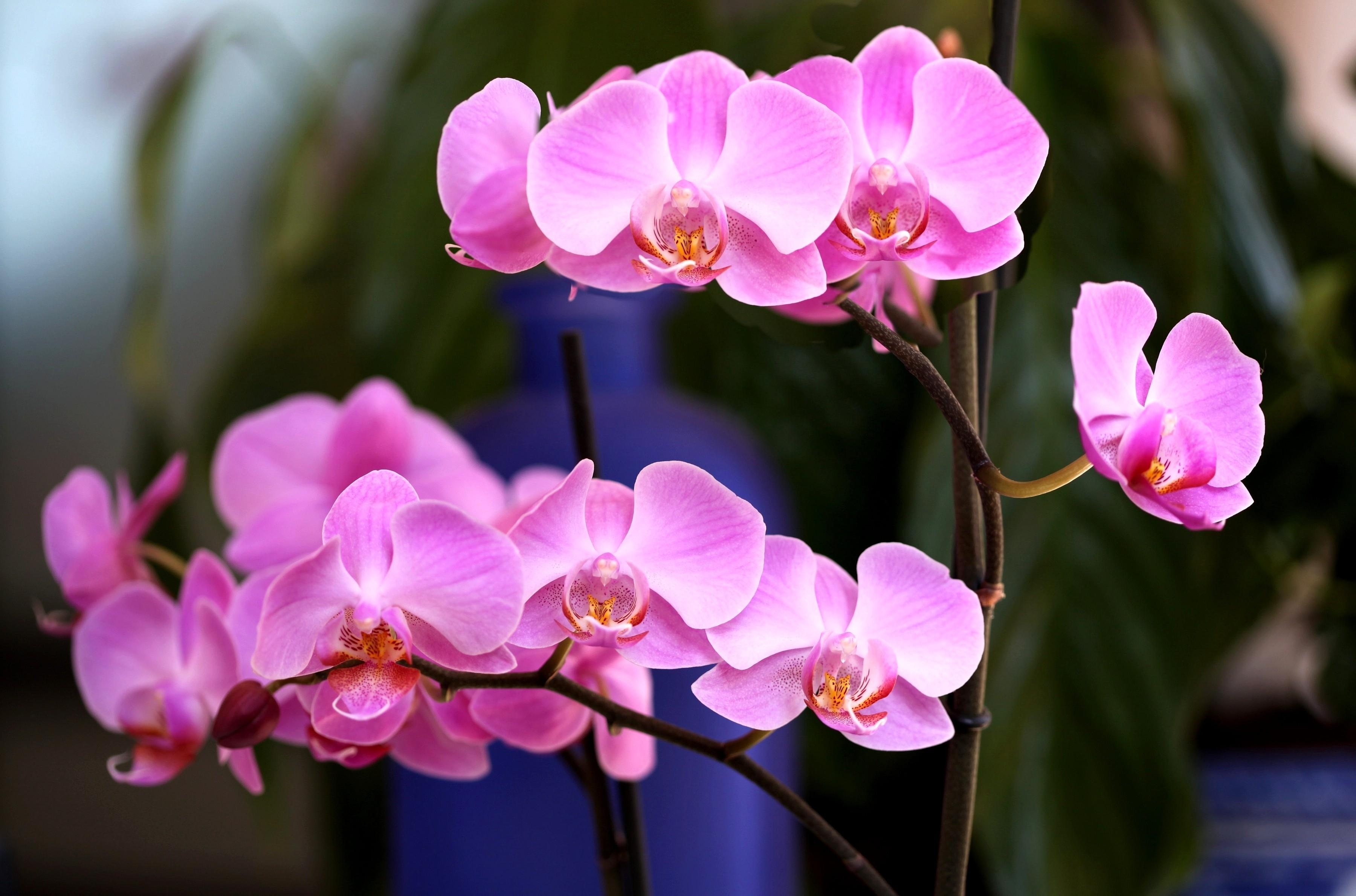 77732 Hintergrundbild herunterladen orchidee, blumen, rosa, blume, nahaufnahme, ast, zweig, nahansicht, orchid - Bildschirmschoner und Bilder kostenlos