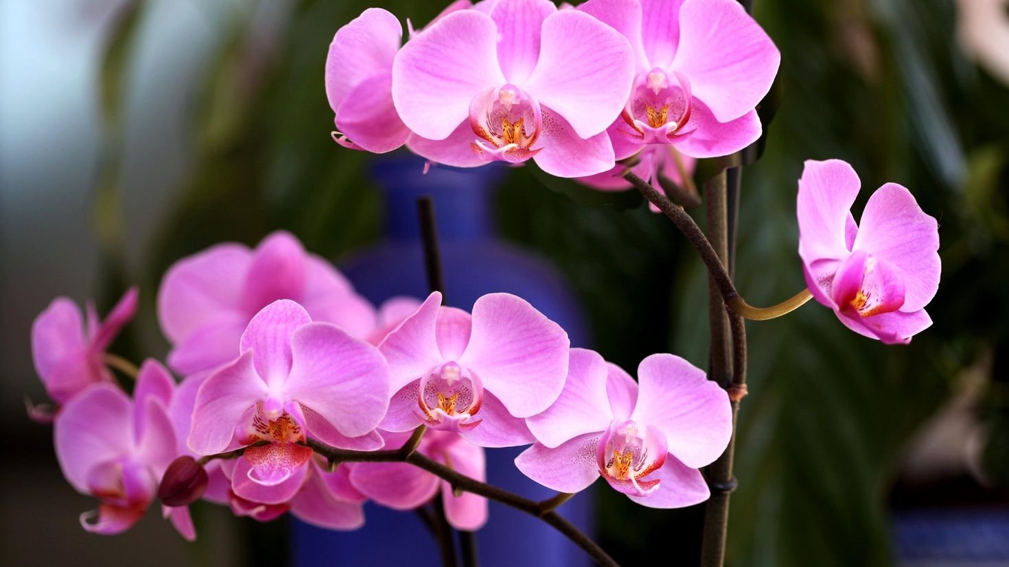 Картинки цветов орхидея