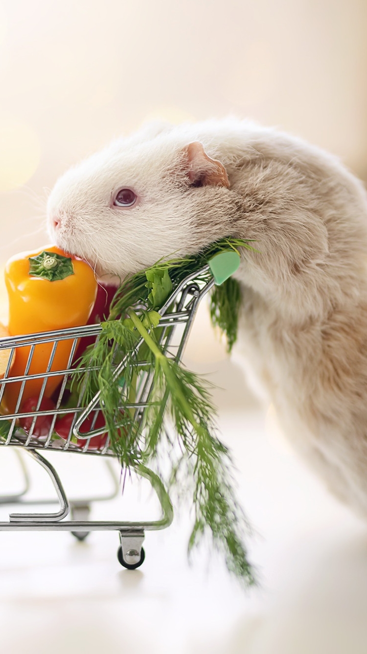 animal, guinea pig, vegetable, cart cellphone