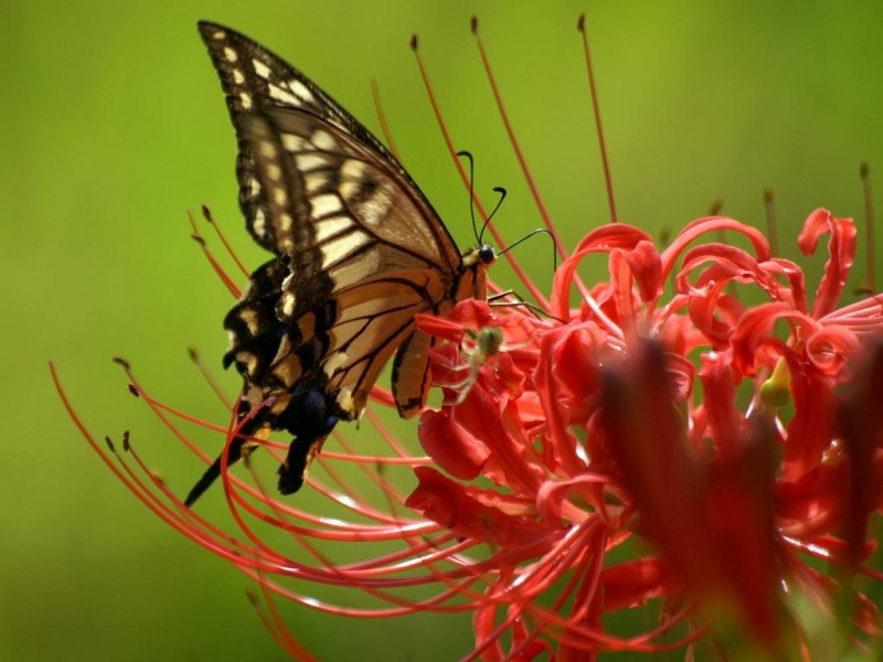 Скачати мобільні шпалери Метелики, Комахи безкоштовно.