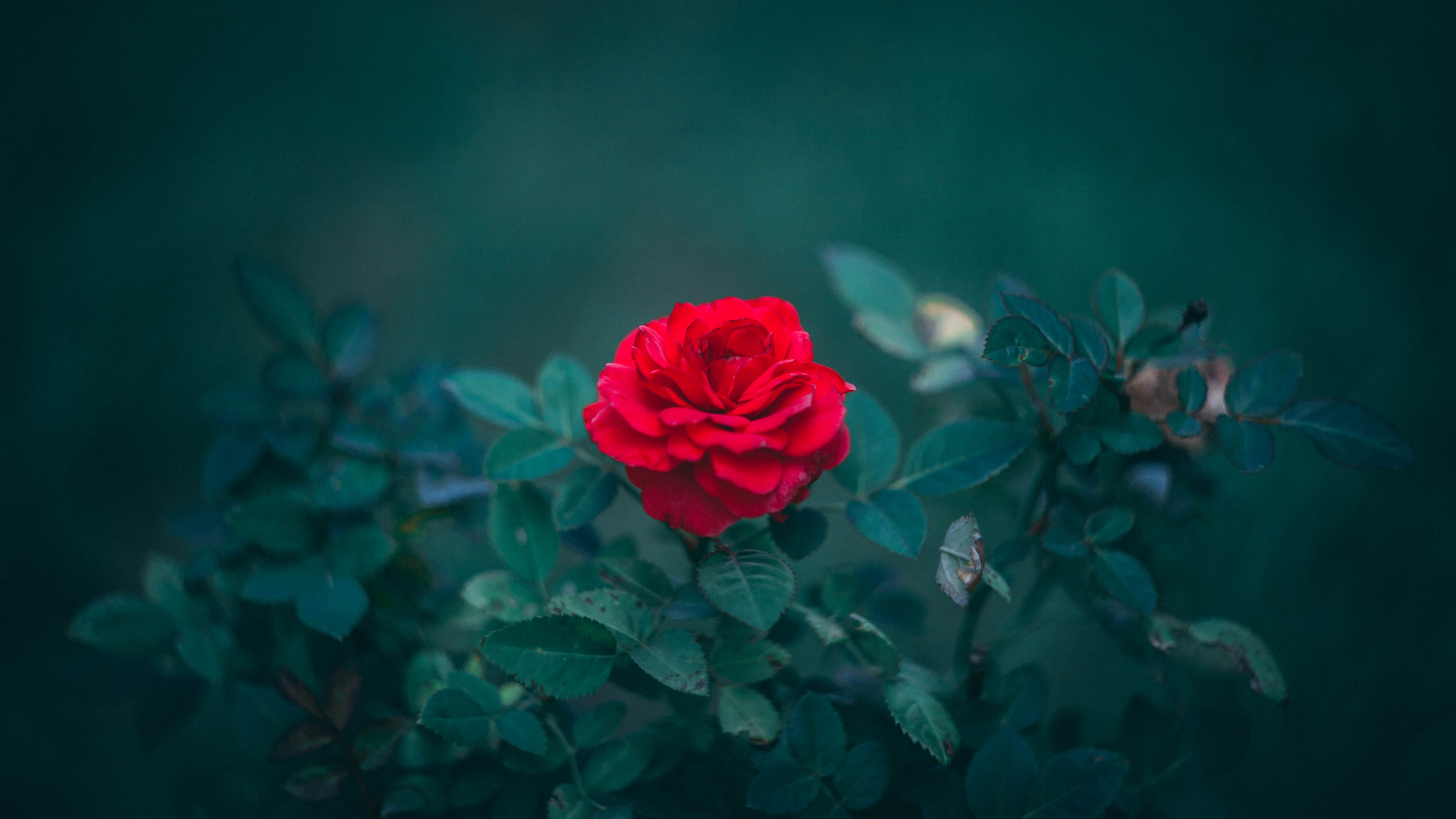 smooth, bud, leaves, rose flower, red, flowers, bush, rose, blur 4K