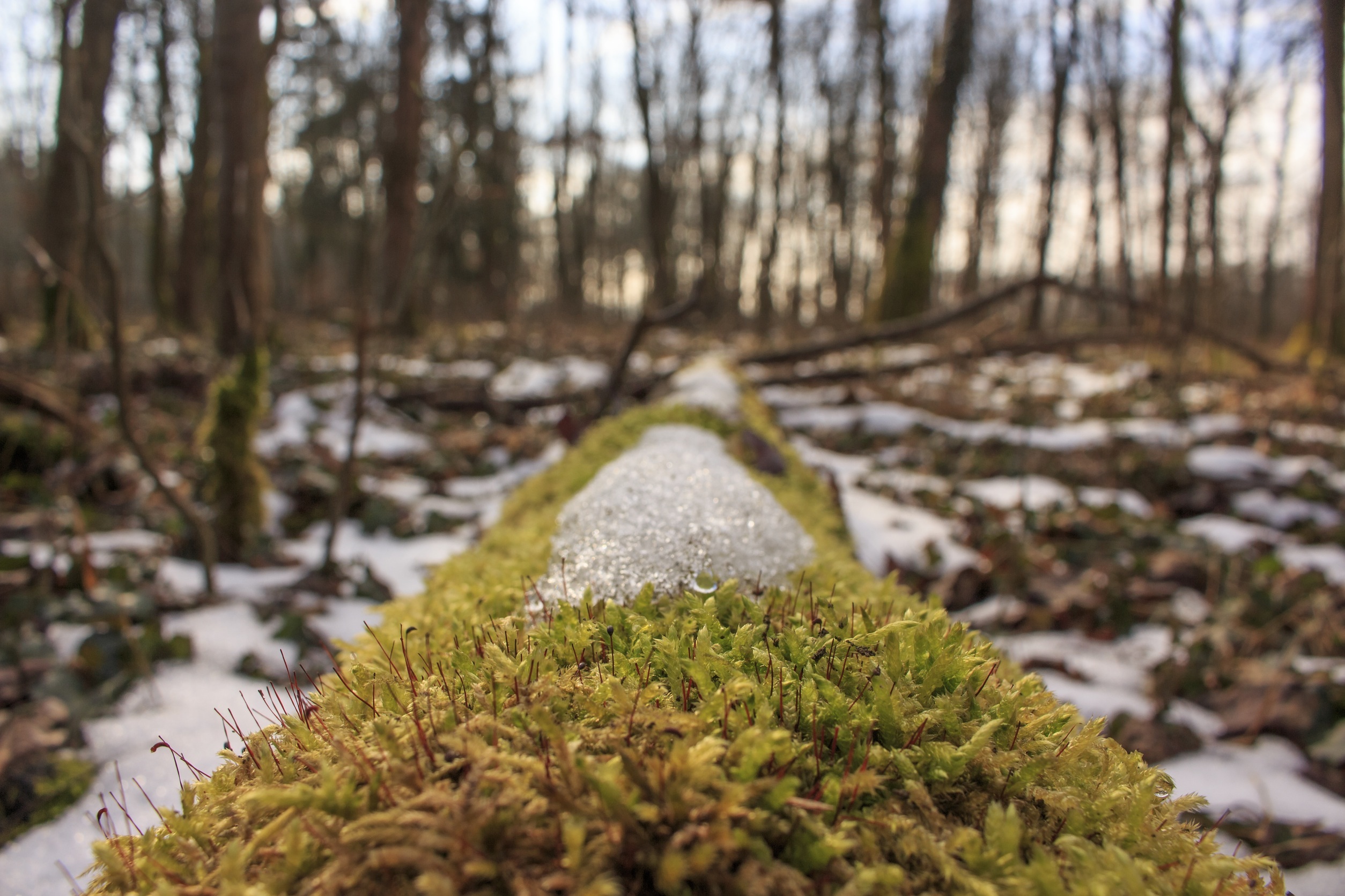 Free download wallpaper Grass, Moss, Nature, Snow, Forest, Spring on your PC desktop