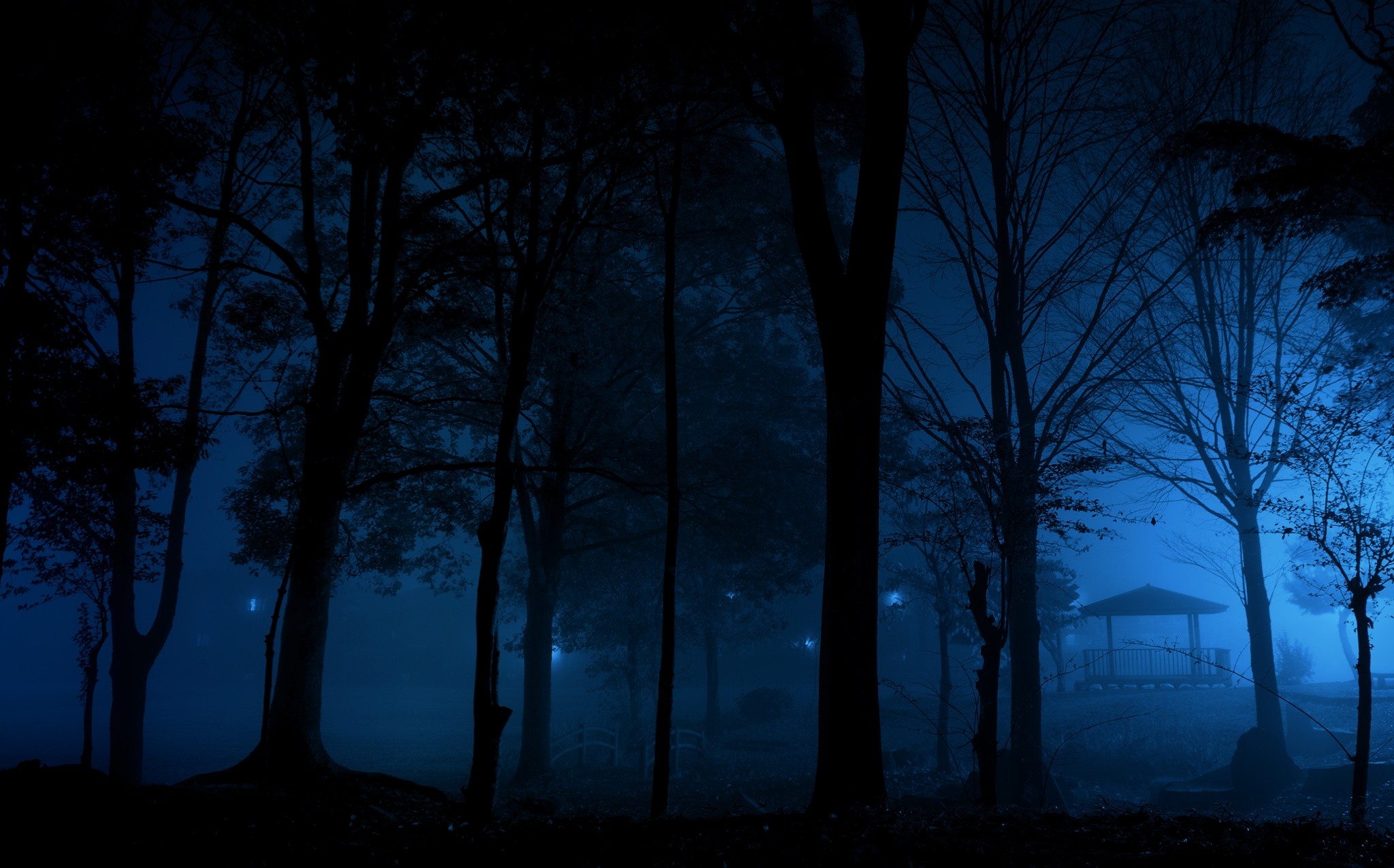 Среди деревьев ночью