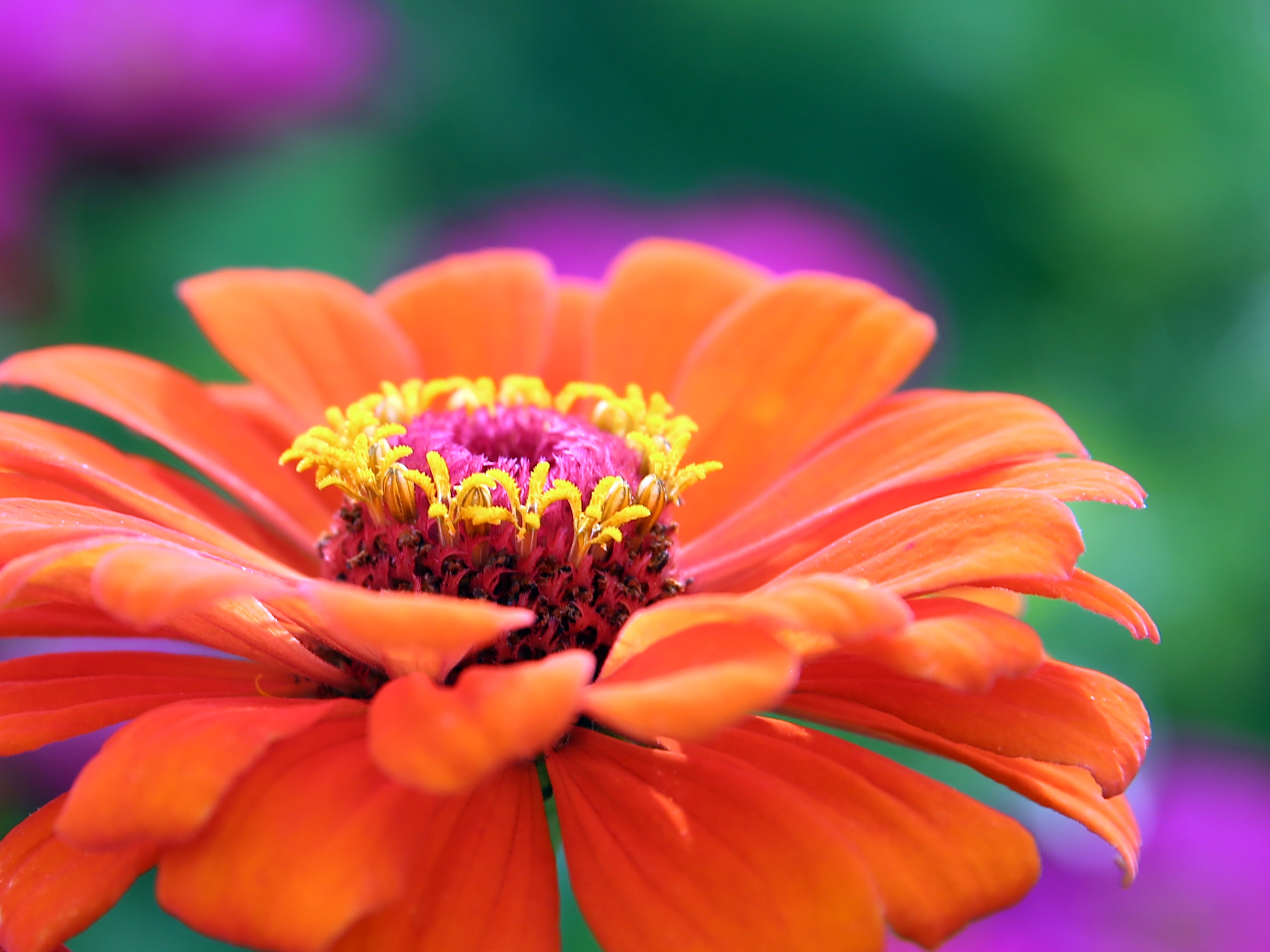 Крупный яркий цветок 4. Циния и Гербера. Цинния Гербера. Оранжевые цветы. Летние крупные цветы.