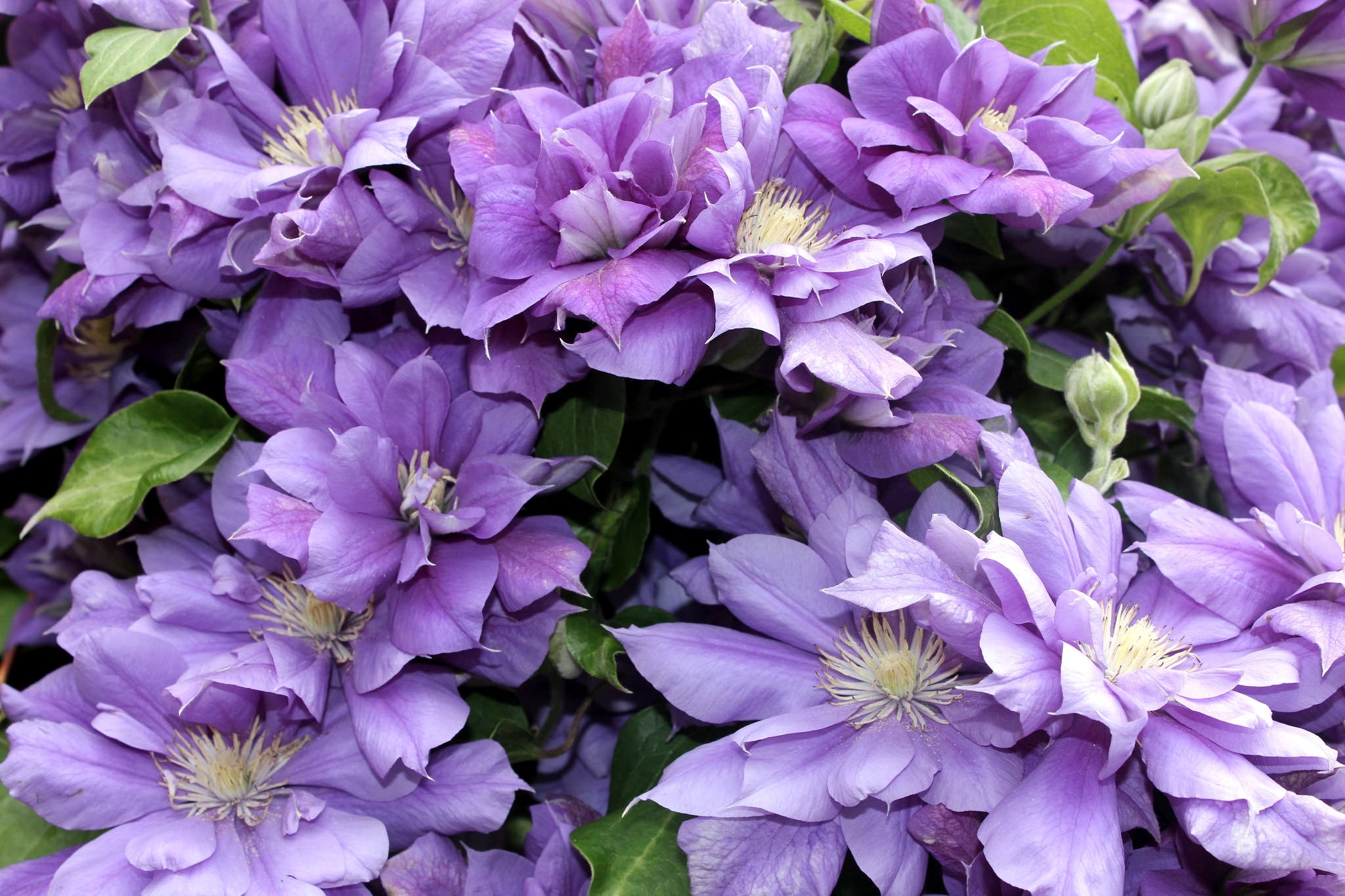 earth, clematis 1080p