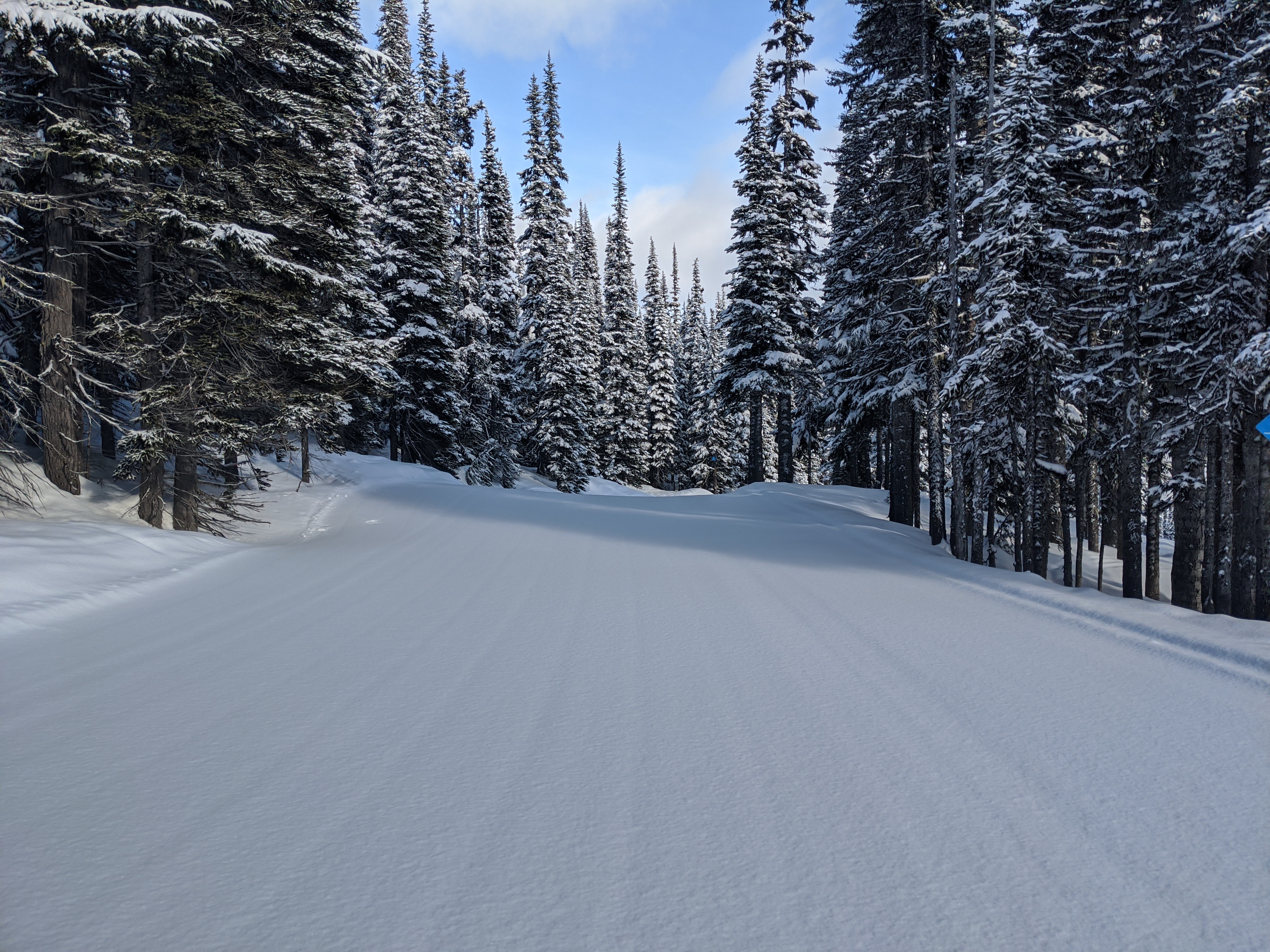 131790 下載圖片 冬天, 性质, 树, 松, 雪, 森林 - 免費壁紙和屏保