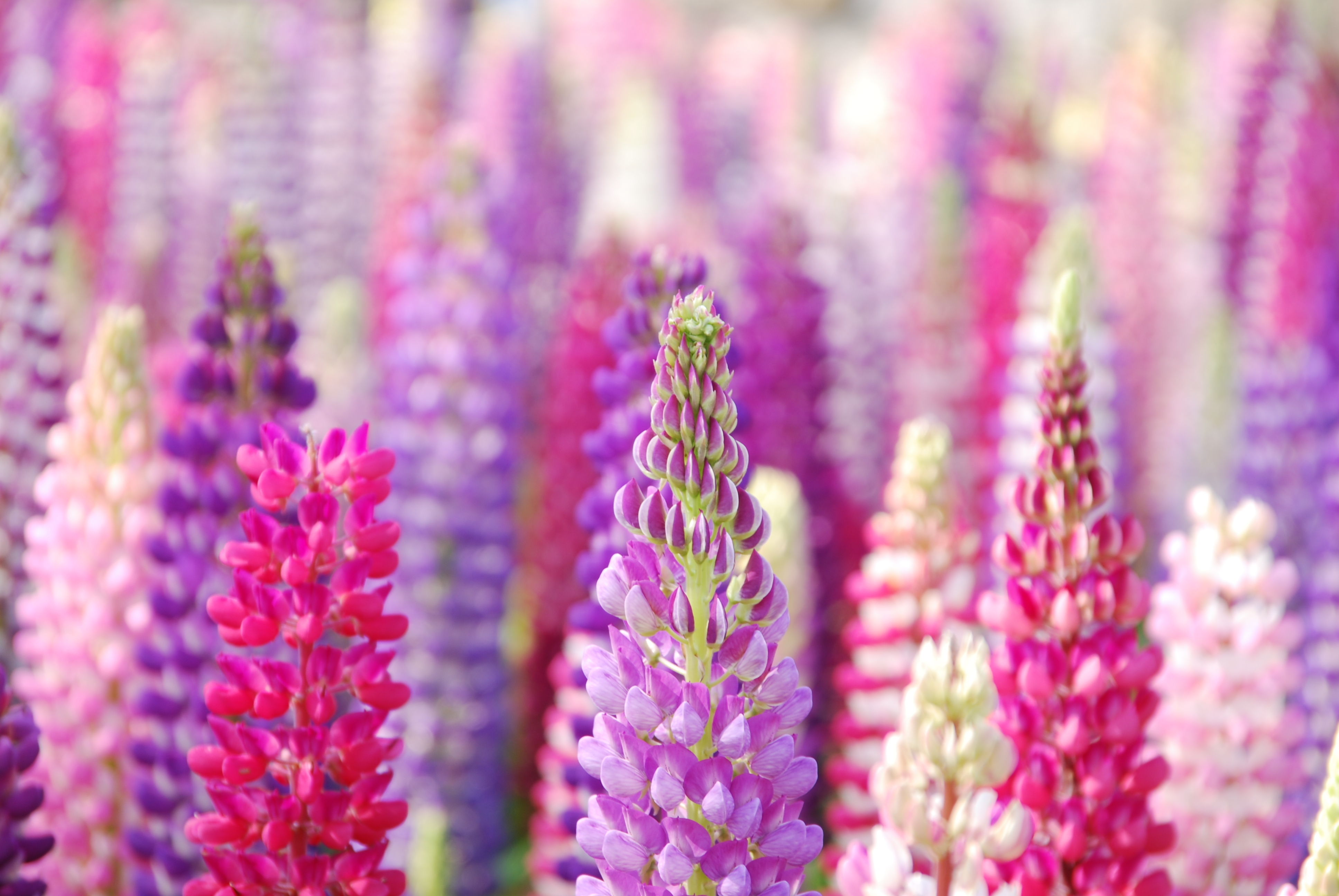 purple flower, pink flower, earth, lupine, close up, flower Phone Background