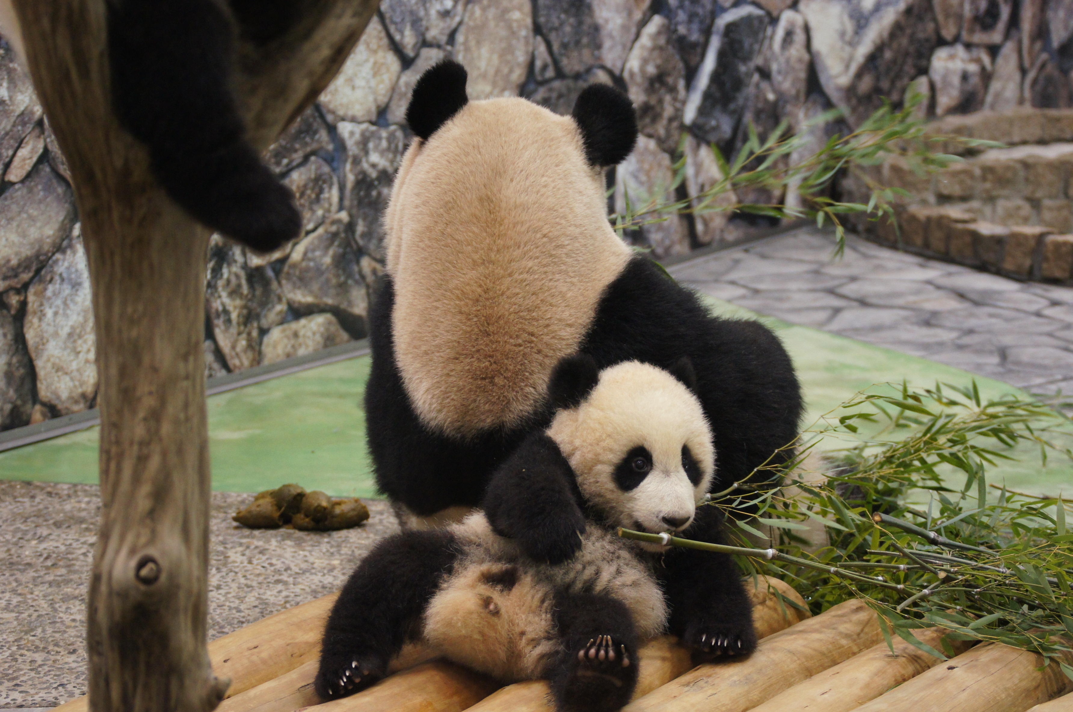 pandas, animals, grass, to lie down, lie, relaxation, rest Phone Background