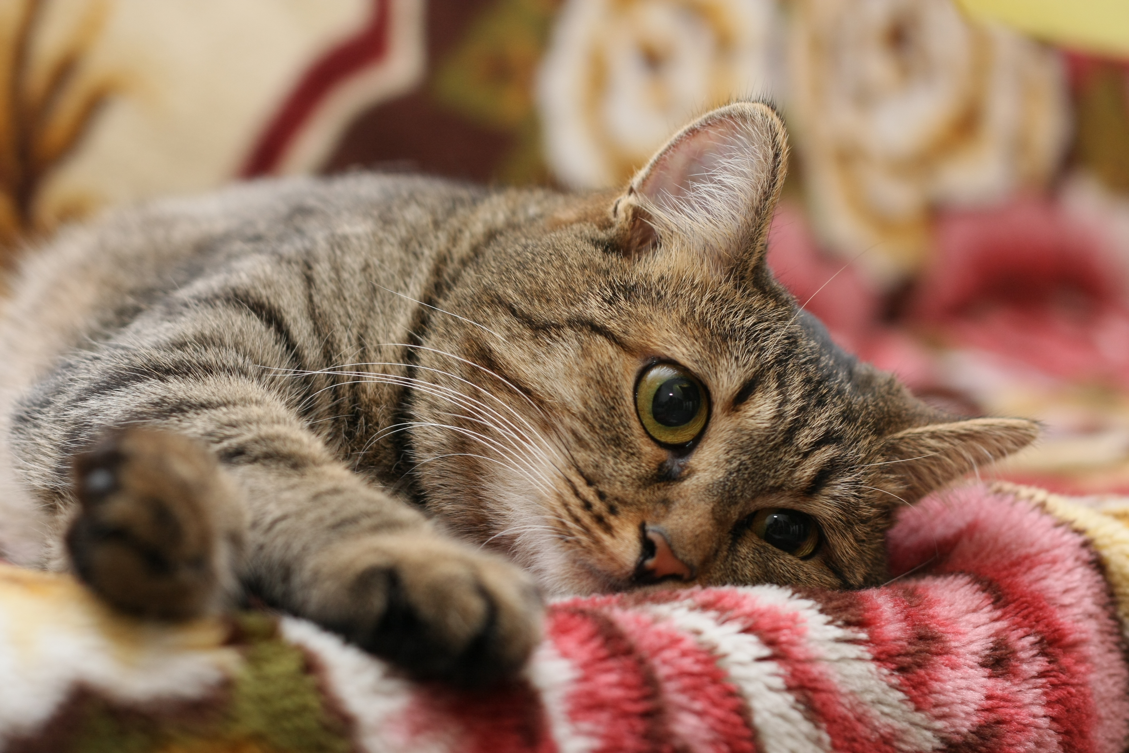 Картинки котов. Кошка европейская короткошерстная серая полосатая. Полосатый кот. Красивые коты. Полосатые коты.