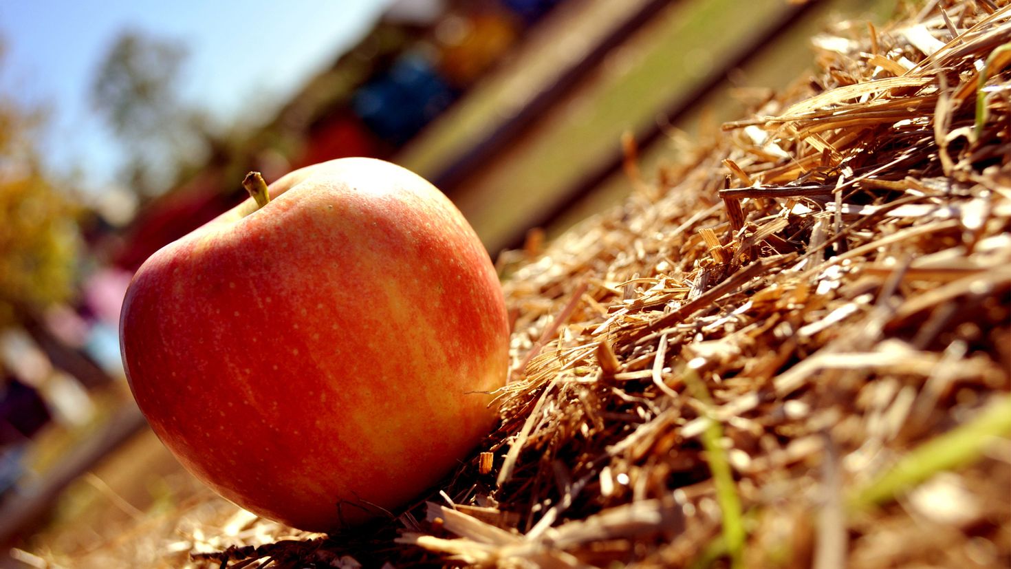 Хорошее яблоко на русском. Осенние яблоки. Яблоки на траве. Яблоки на солнце. Август яблоки.
