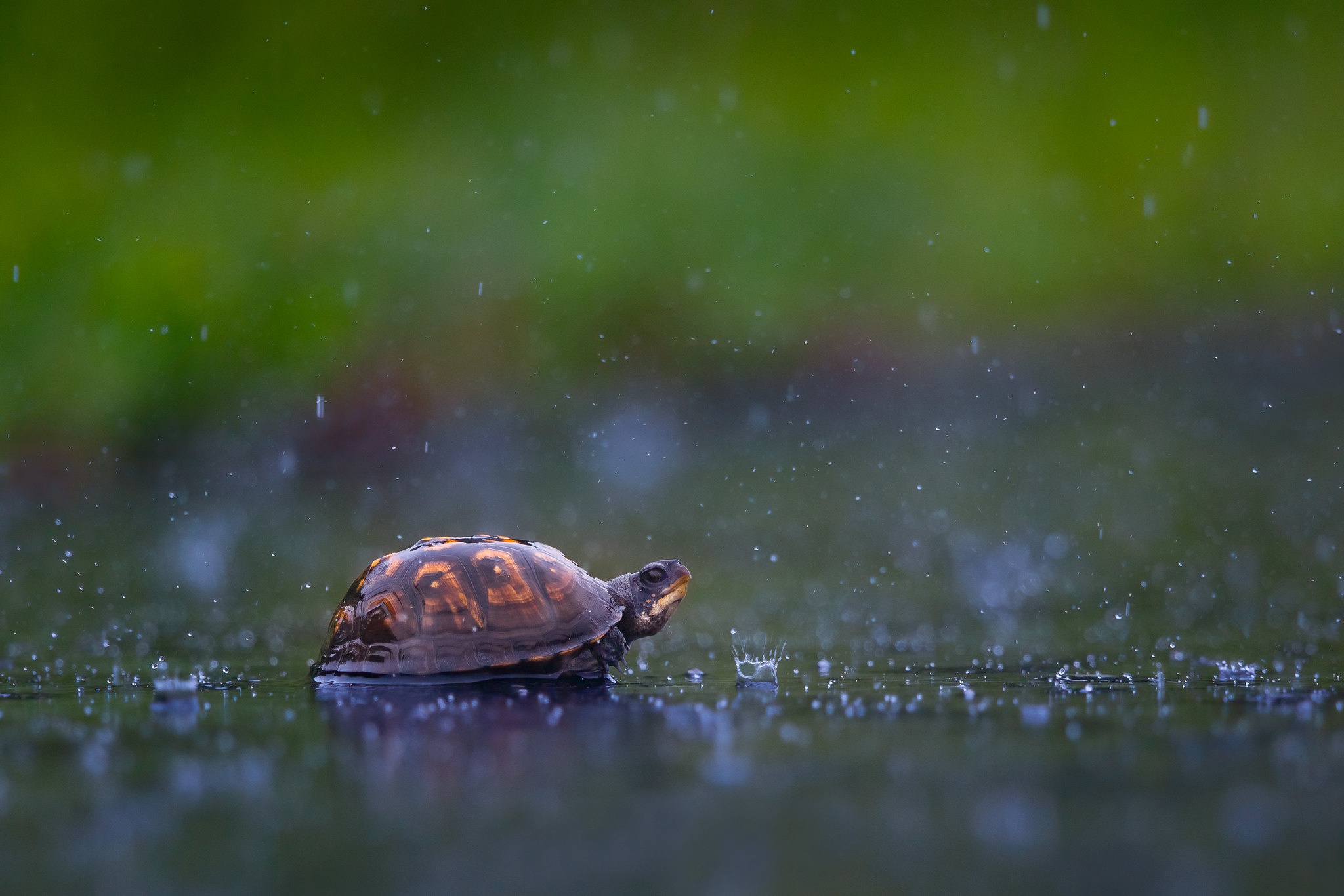 Download mobile wallpaper Turtles, Rain, Animal, Turtle for free.