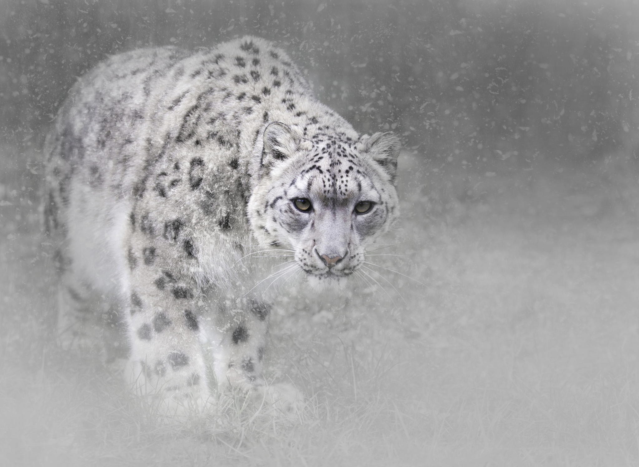400298 Hintergrundbild herunterladen schneeleopard, tiere, schneefall, katzen - Bildschirmschoner und Bilder kostenlos