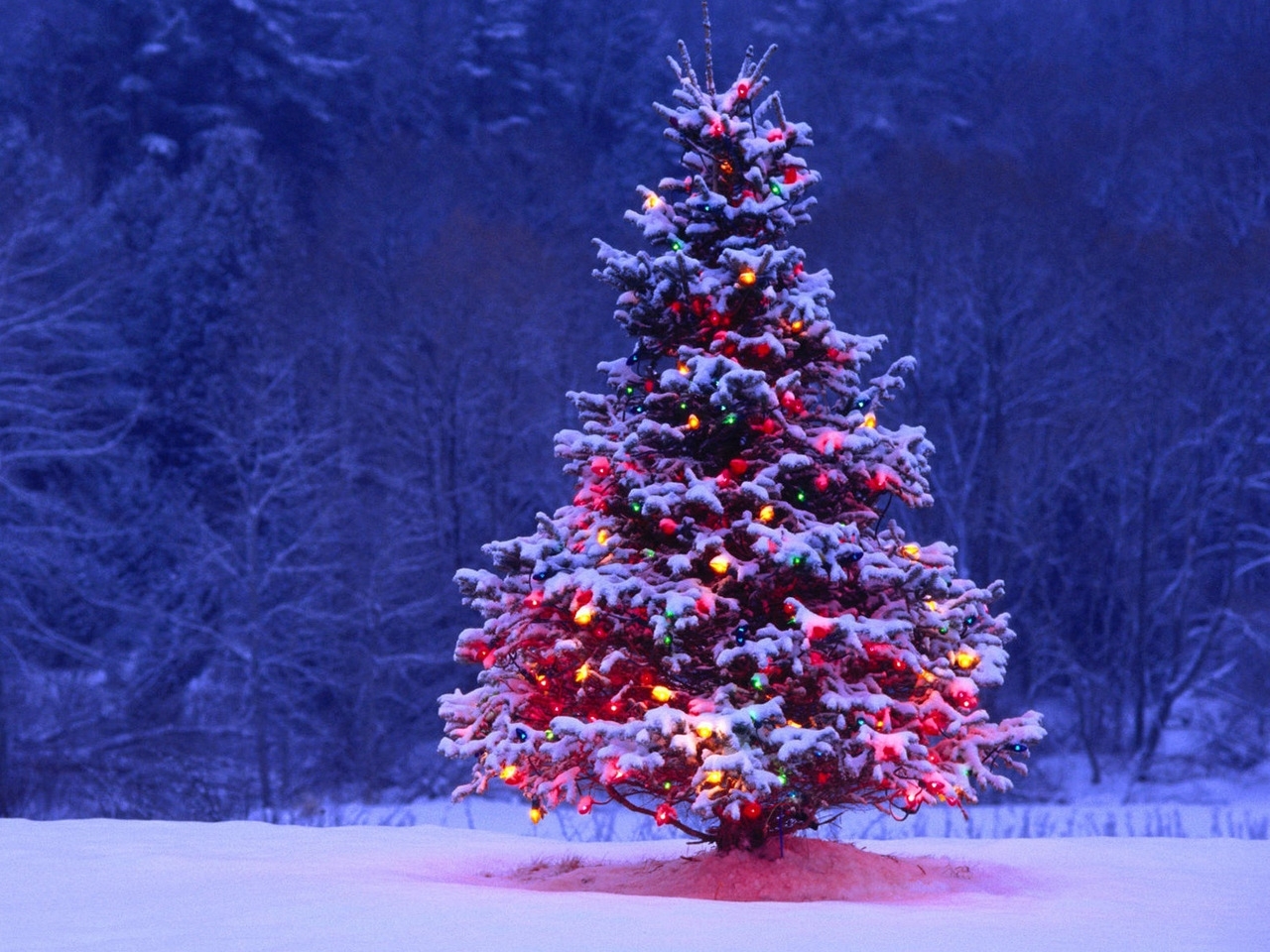 Download mobile wallpaper Trees, Fir Trees, New Year, Holidays for free.