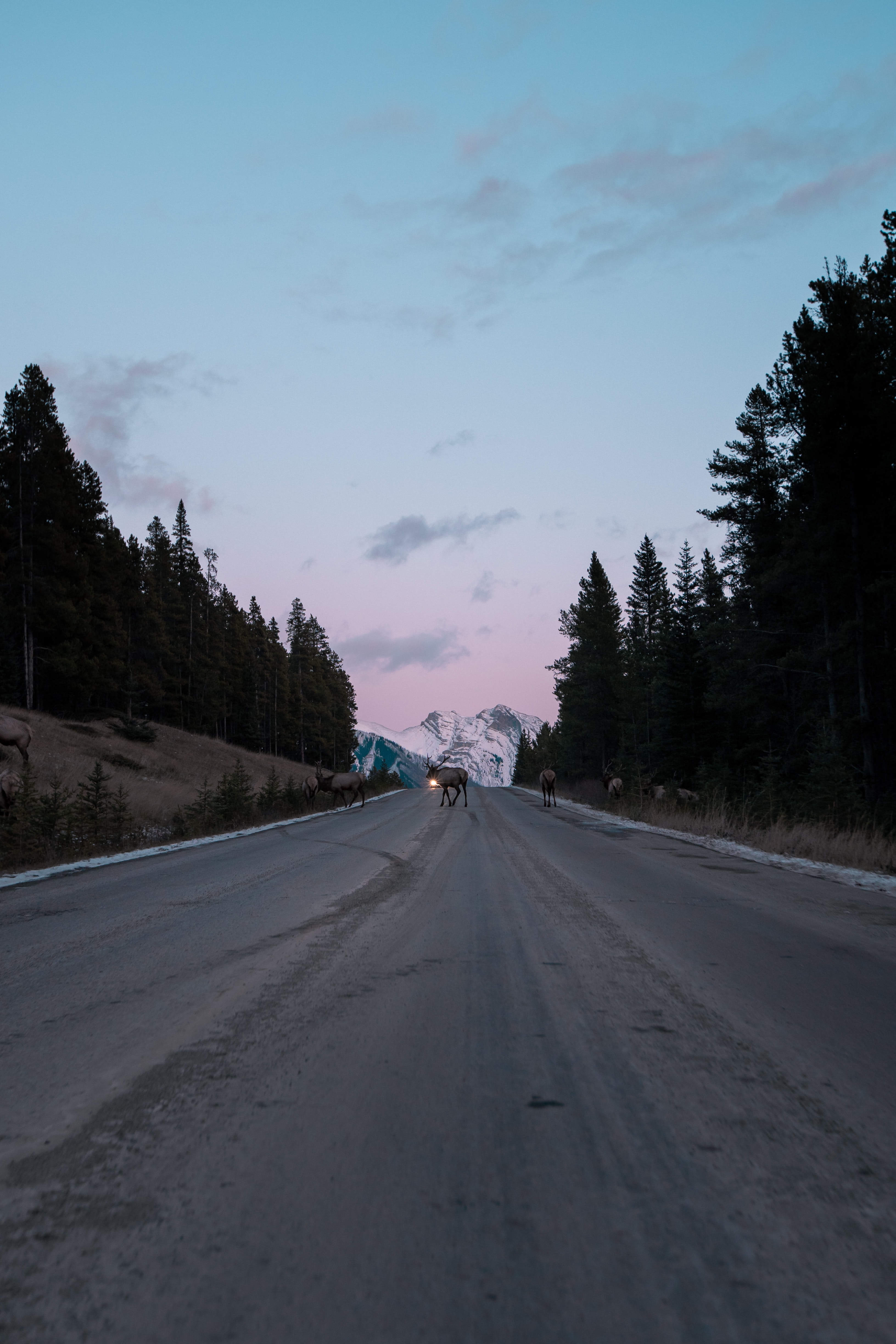 nature, twilight, deers, road, asphalt, dusk