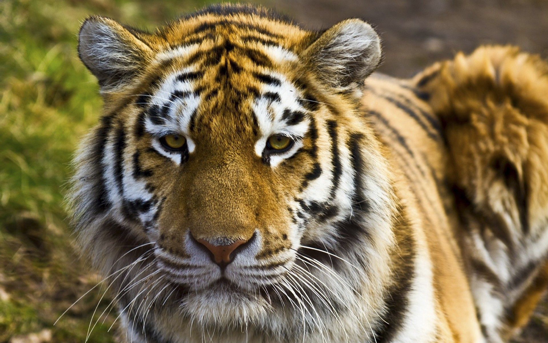 HD wallpaper animals, big cat, muzzle, striped, tiger