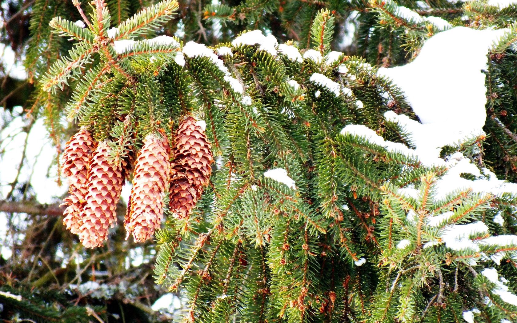 winter, nature, cones, snow, branches, spruce, fir, thorns, prickles Full HD