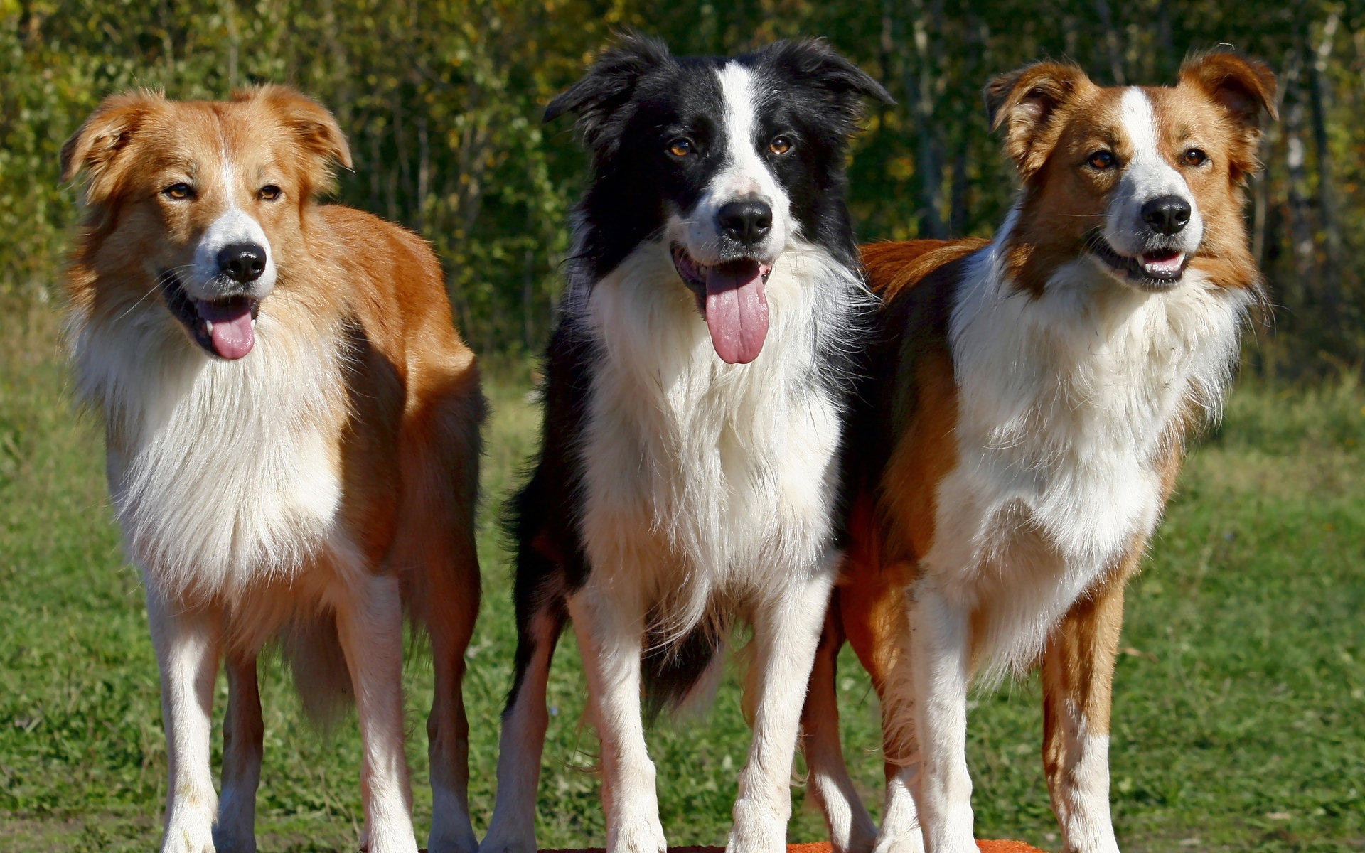 border collie, animal, dog, dogs